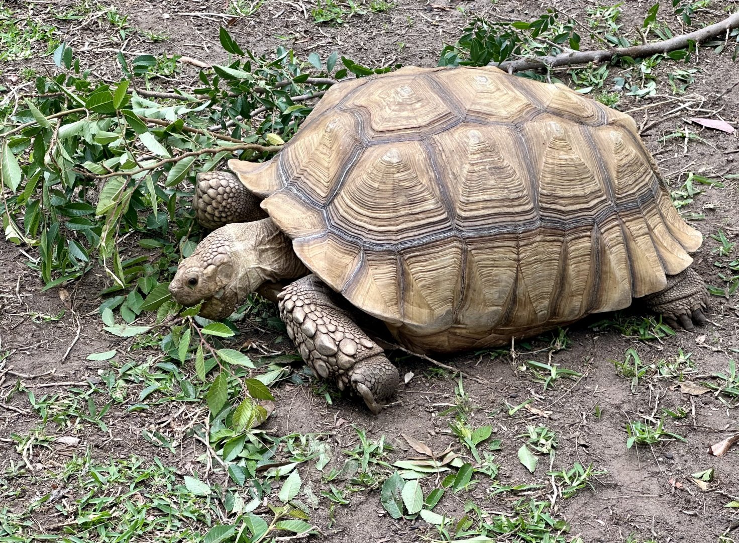 African spurred tortoise (Centrochelys sulcata)