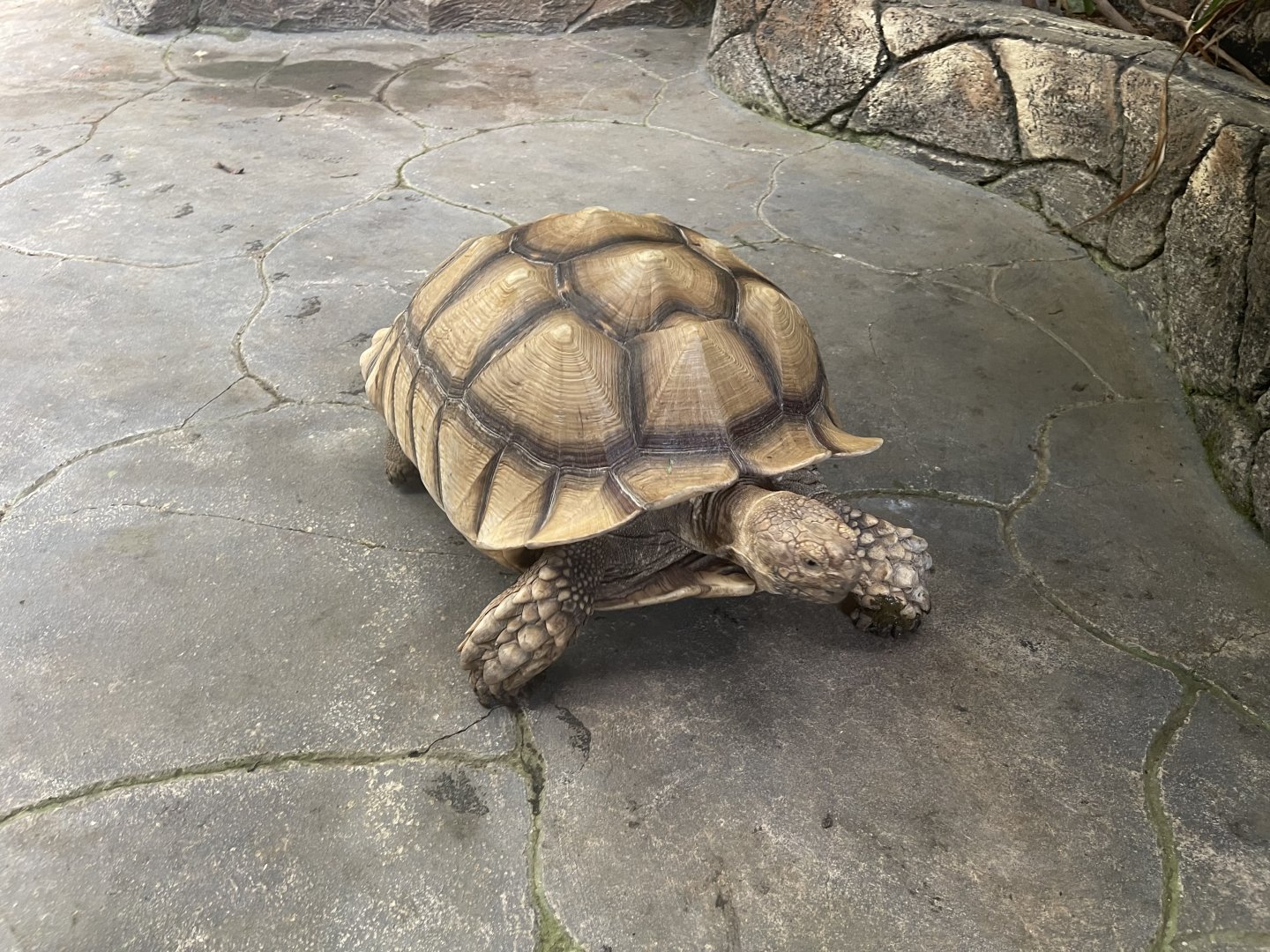 african spurred tortoise (centrochelys sulcata)