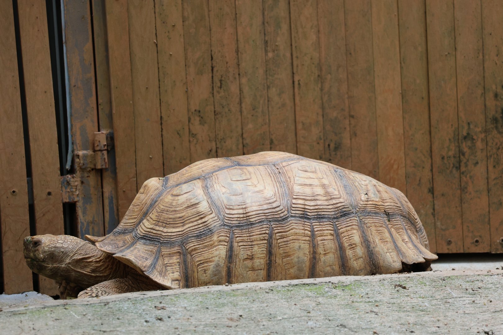 African spurred tortoise (Centrochelys sulcata)