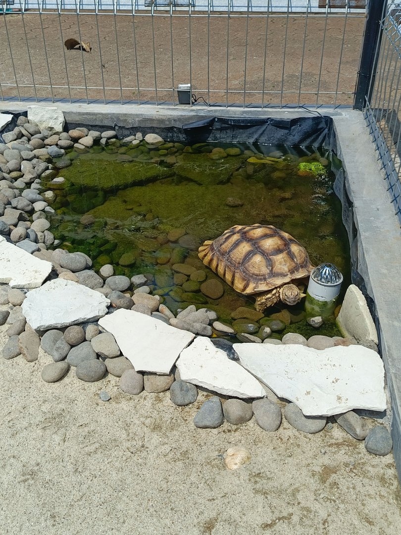 African Spurred Tortoise (Centrochelys sulcata)