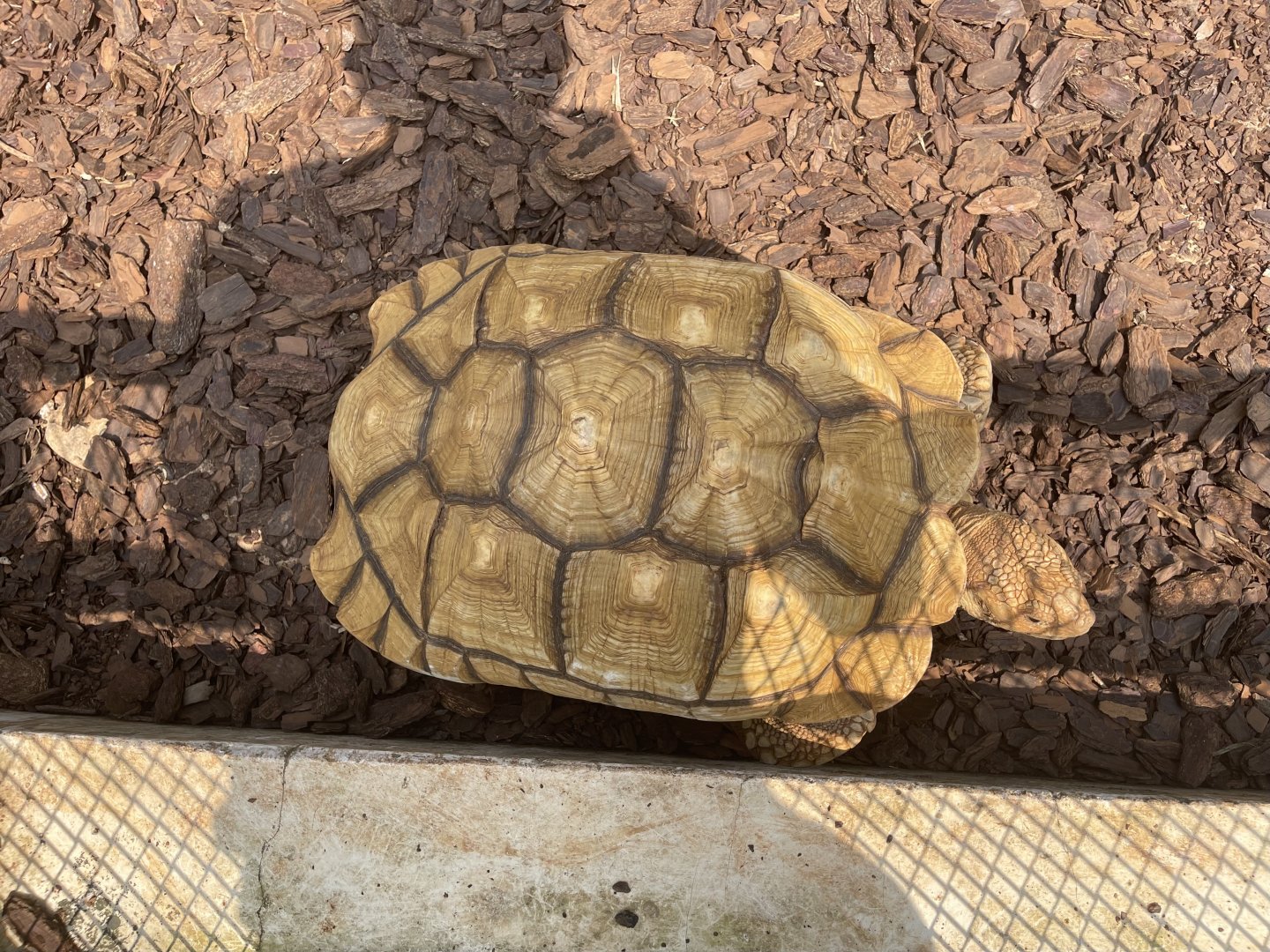 african spurred tortoise (centrohelys sulcata) (1) - museum komodo