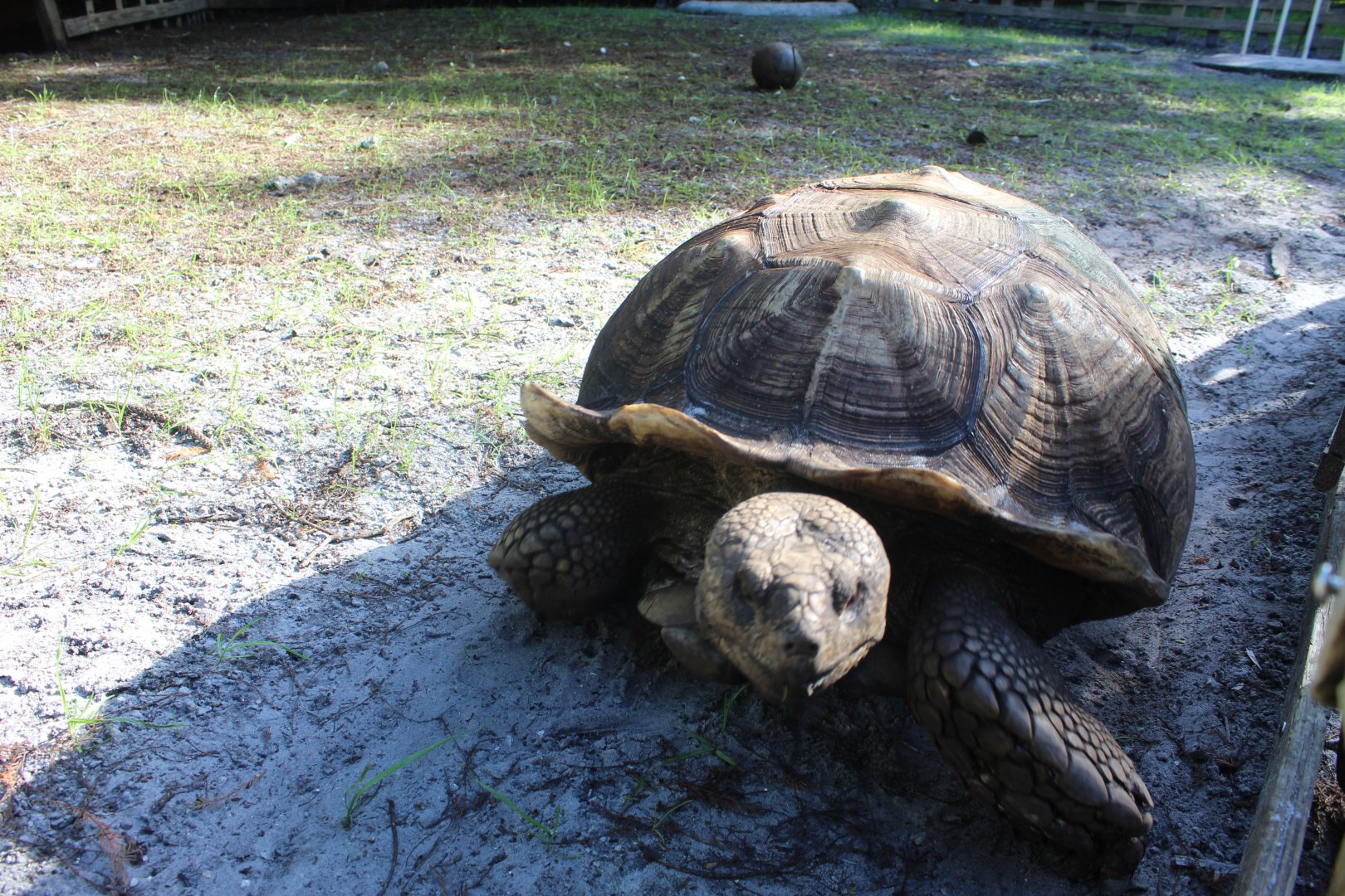 African Spurred Tortoise Close Up