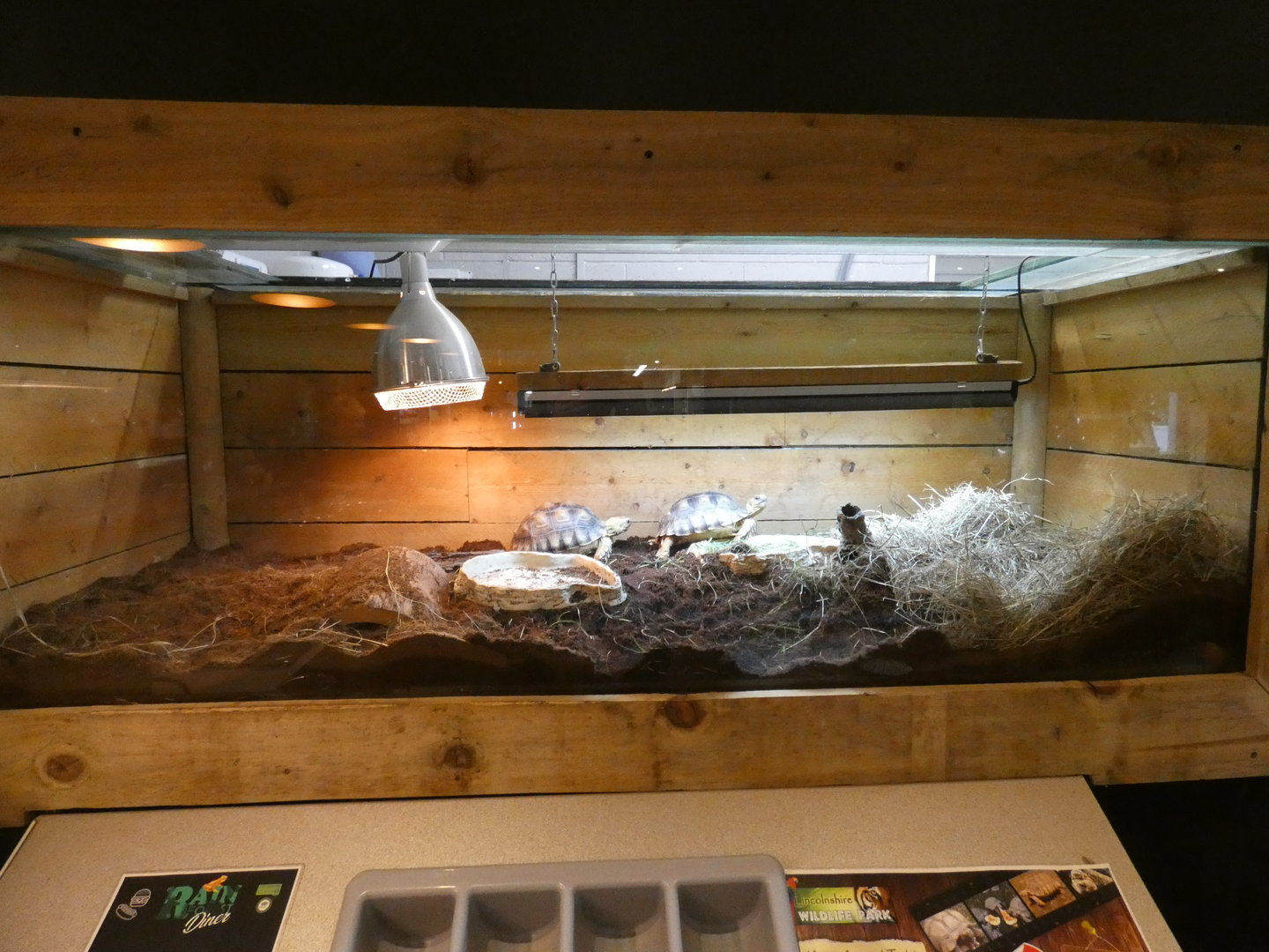 African spurred tortoise display in restaurant