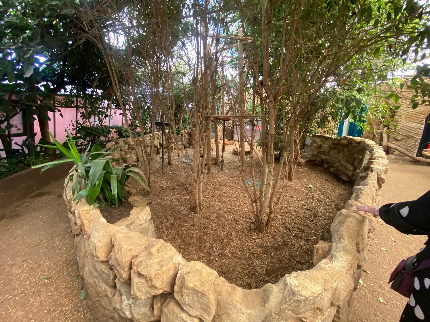 African spurred tortoise enclosure 140923