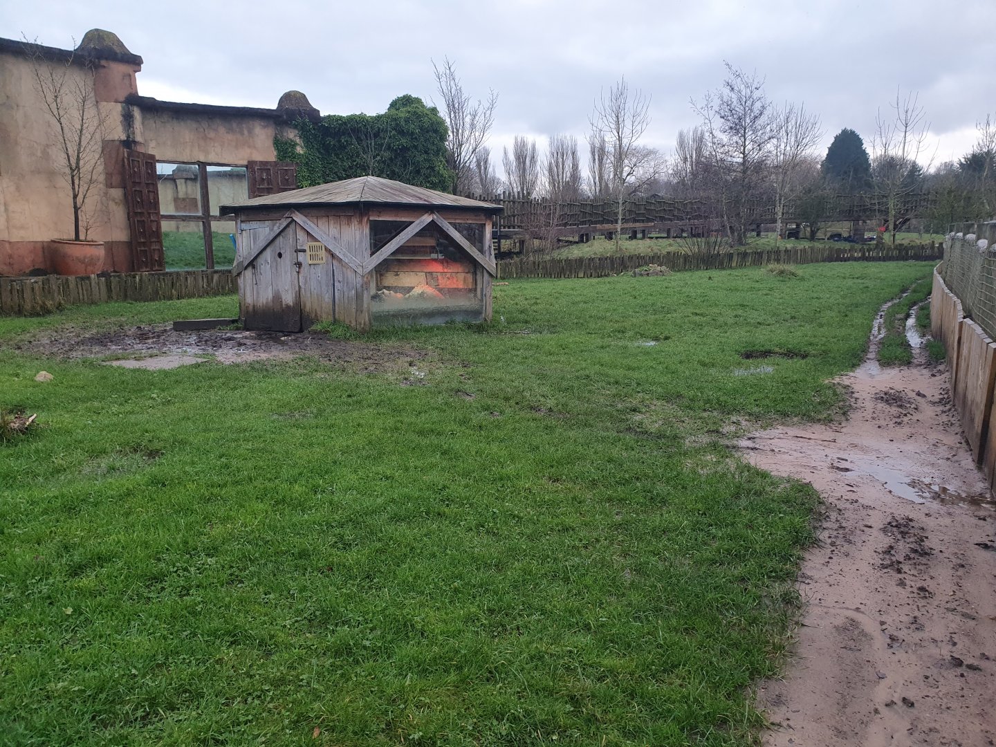 African Spurred Tortoise enclosure 3/1/24