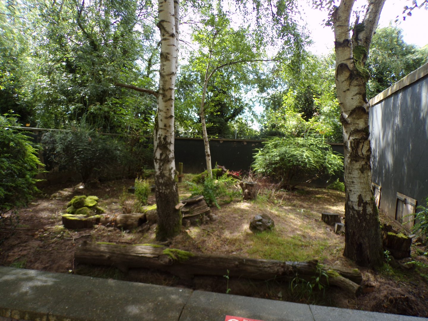 African spurred tortoise enclosure 7.7.24