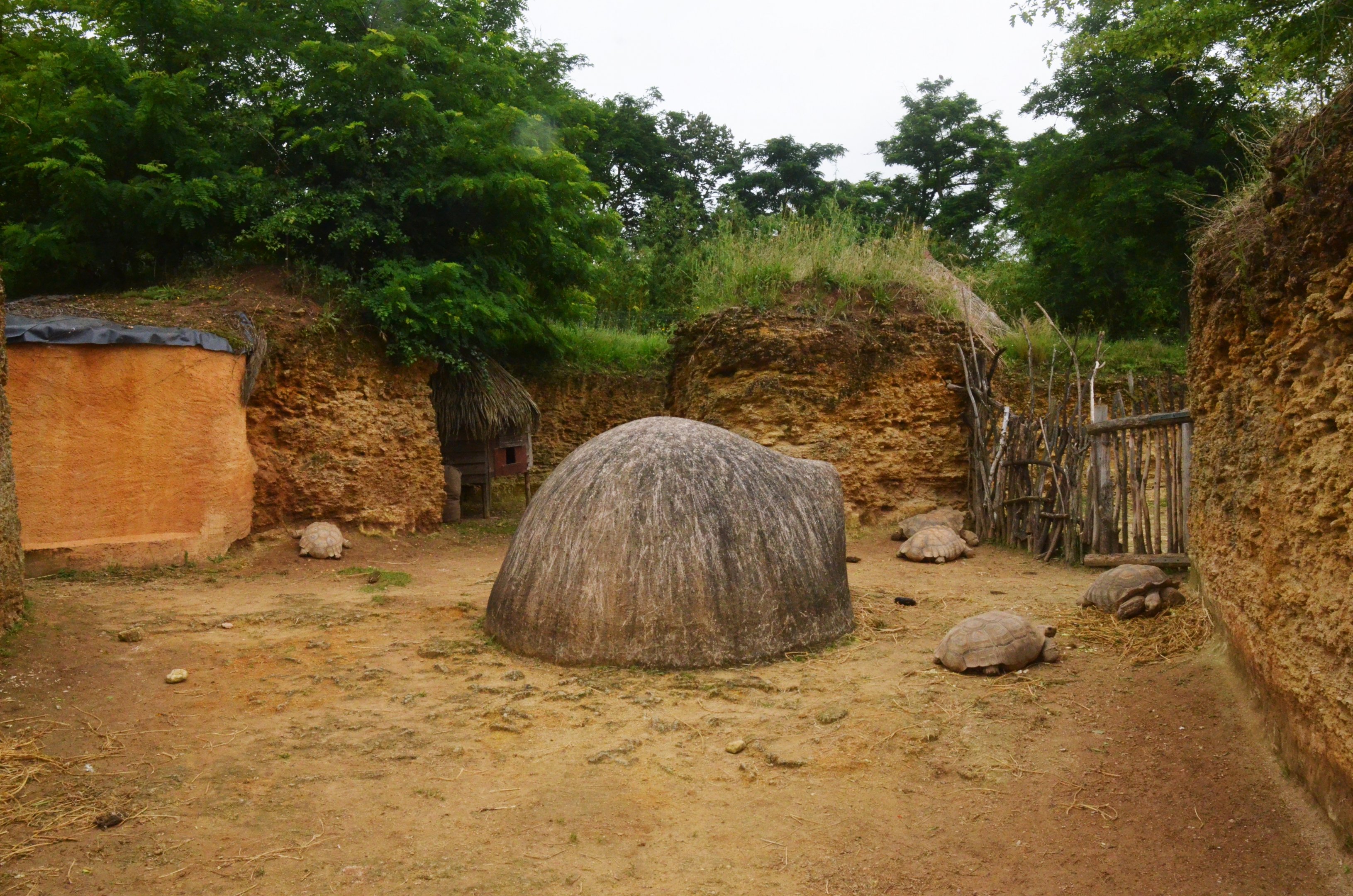 African Spurred Tortoise Enclosure at Doué-la-Fontaine, 15/06/18