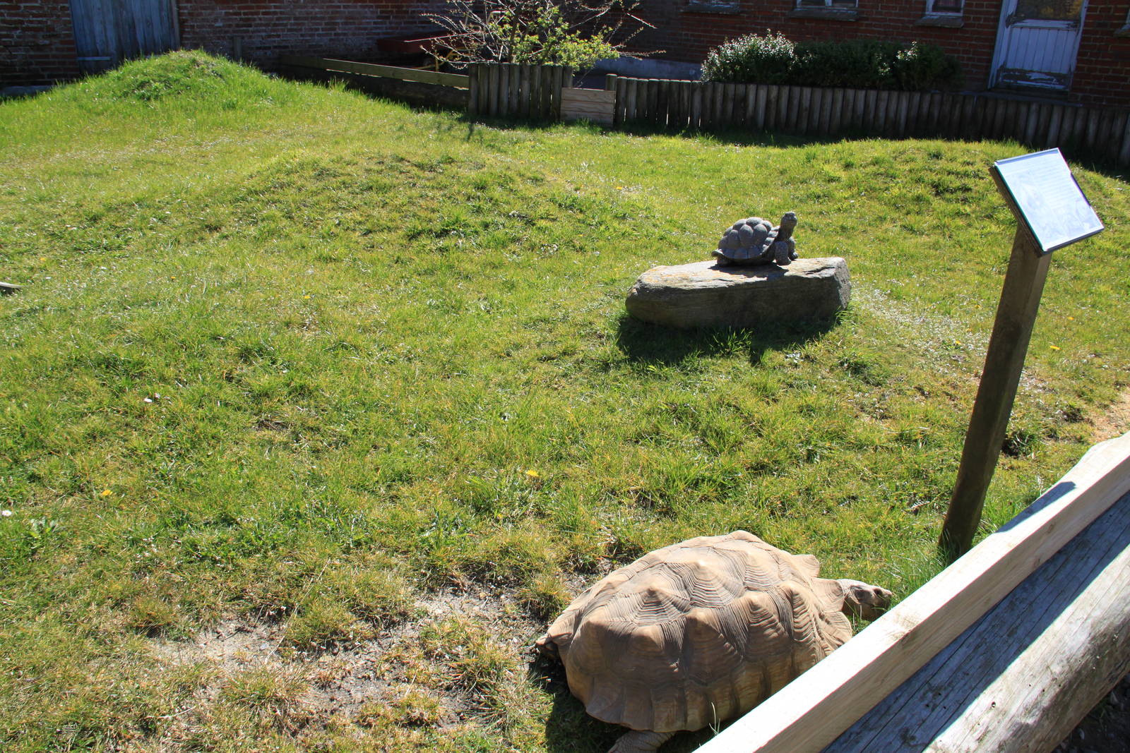 African Spurred Tortoise Enclosure