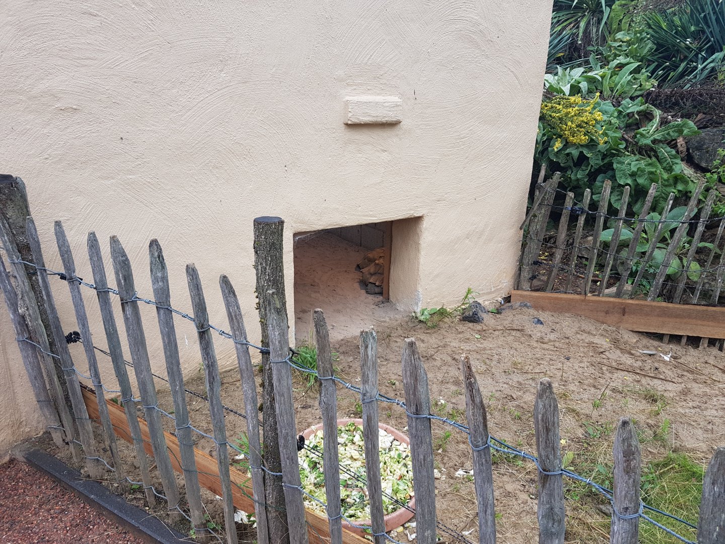 African spurred tortoise-enclosure