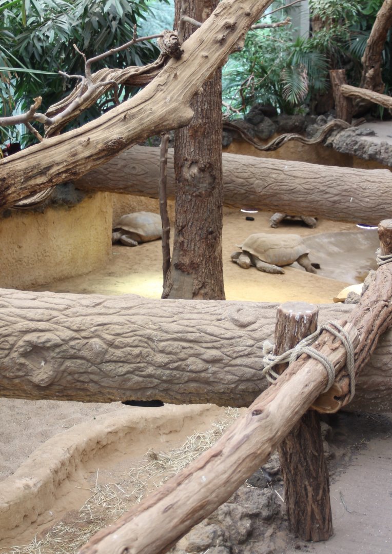 African spurred tortoise-enclosure