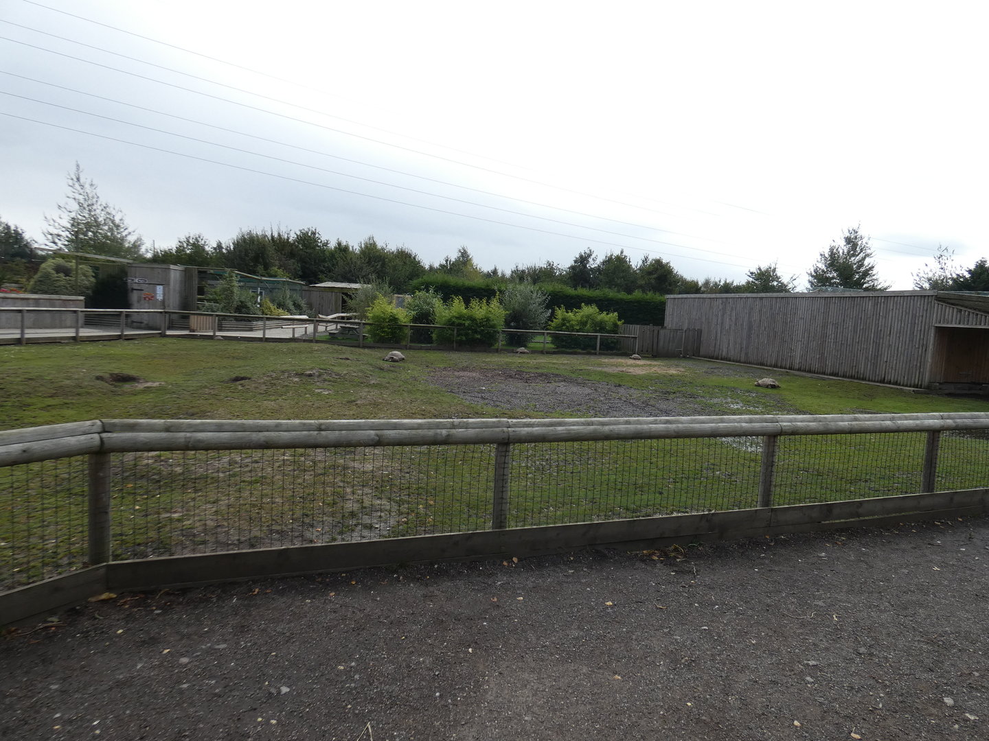 African spurred tortoise enclosure