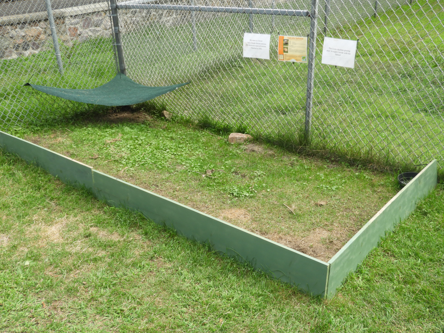 African Spurred Tortoise exercise yard - Ochsner Park Zoo