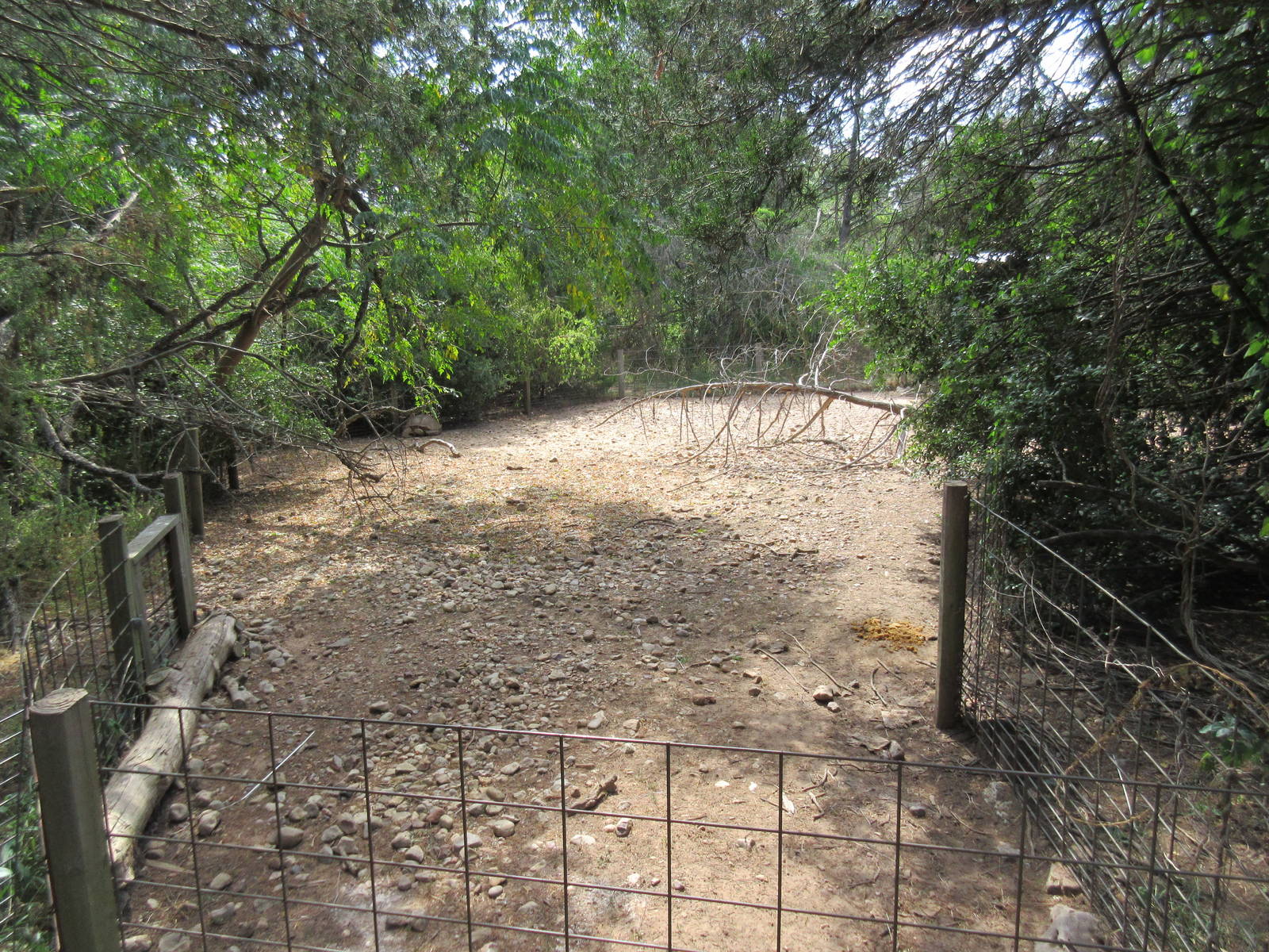 African Spurred Tortoise Exhibit #1
