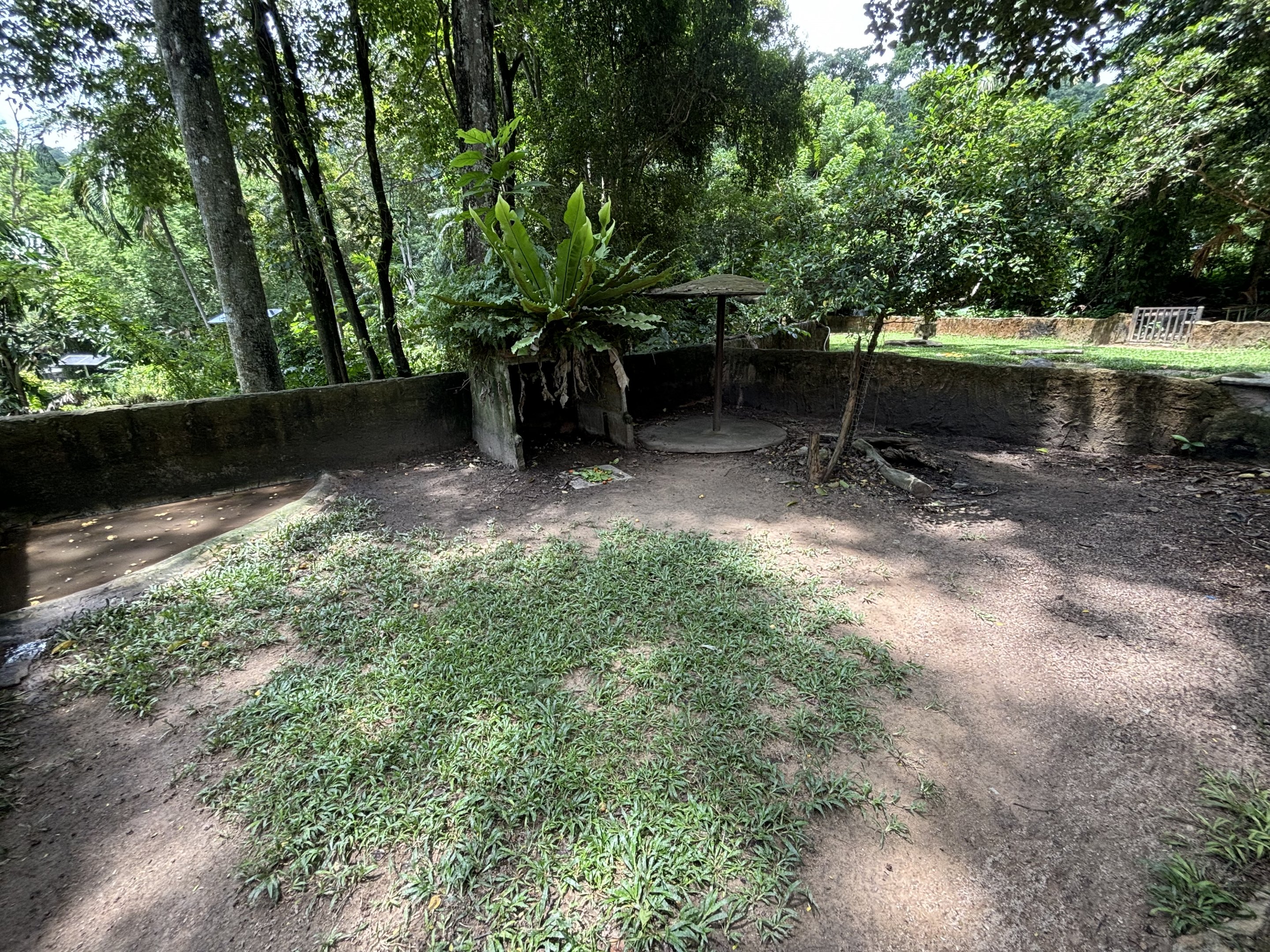 African Spurred Tortoise Exhibit #1