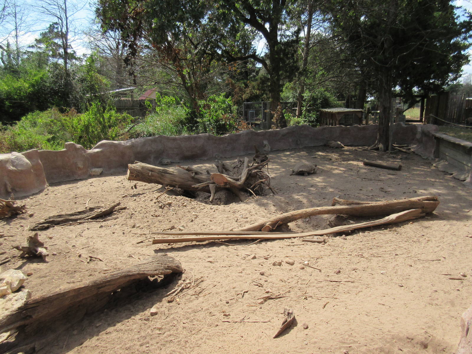 African Spurred Tortoise Exhibit #2