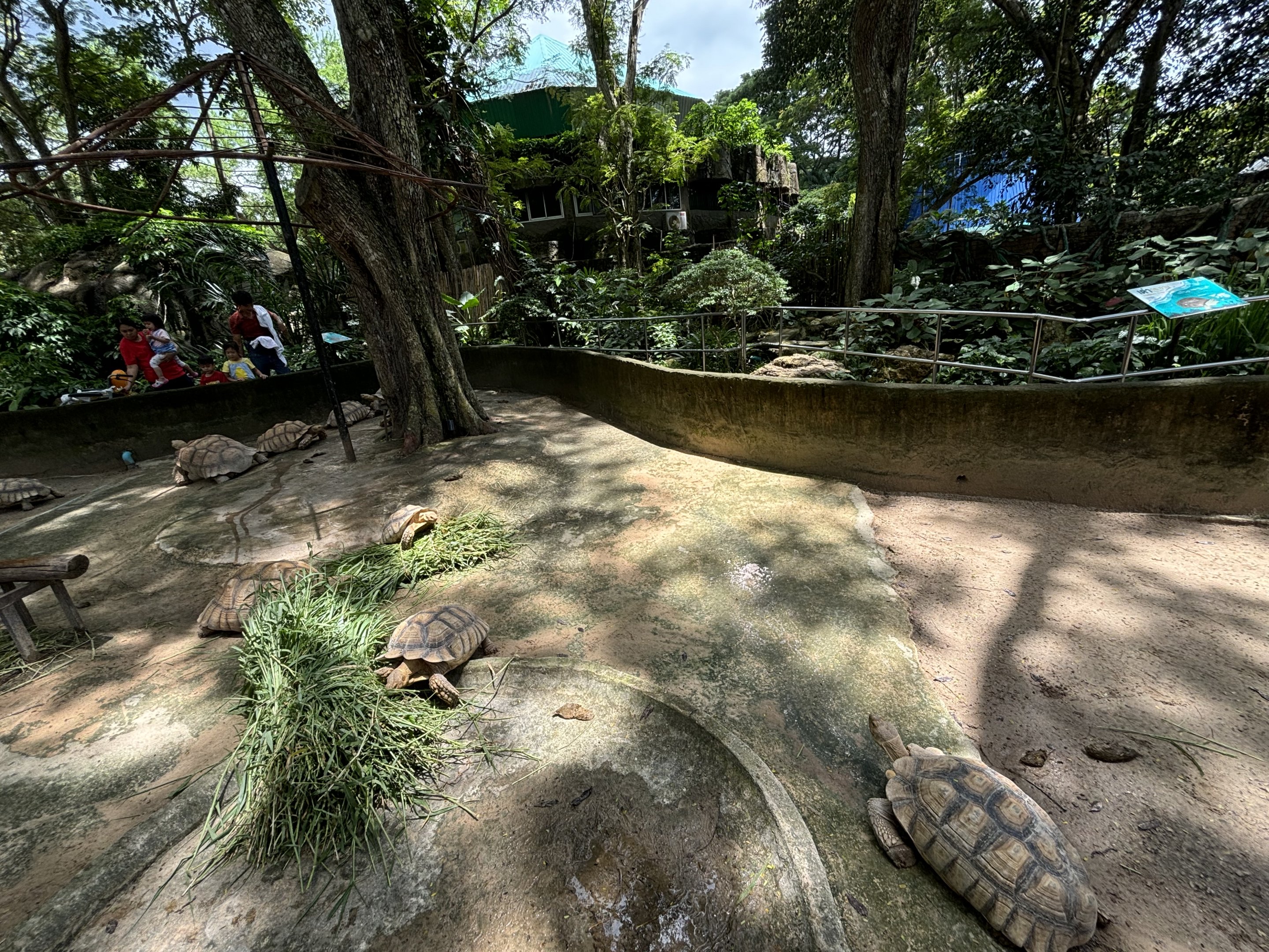 African Spurred Tortoise Exhibit #2
