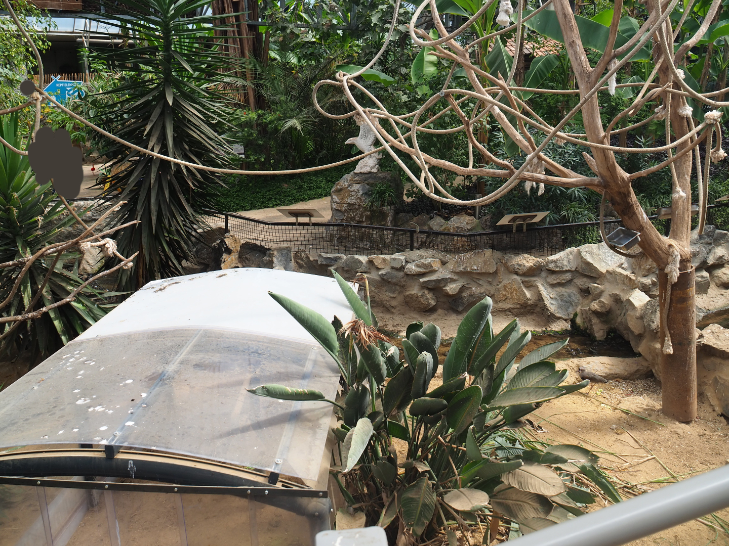African spurred tortoise exhibit, 2019-08-04