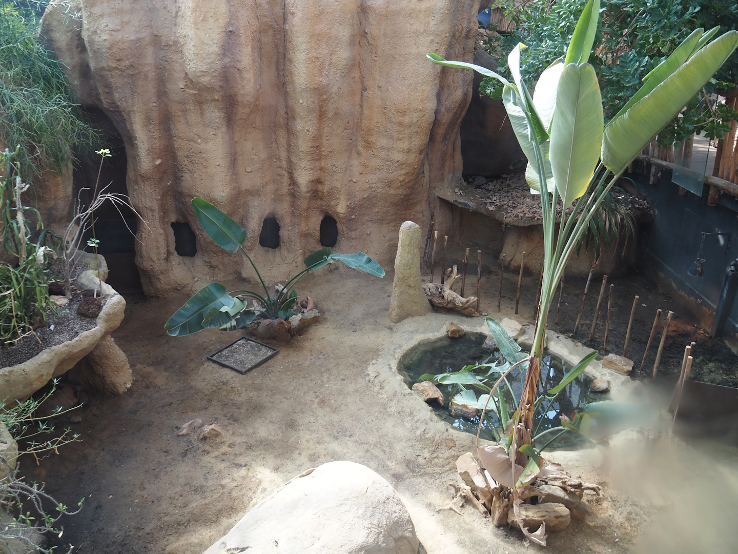 African spurred tortoise exhibit, 2024-06-30