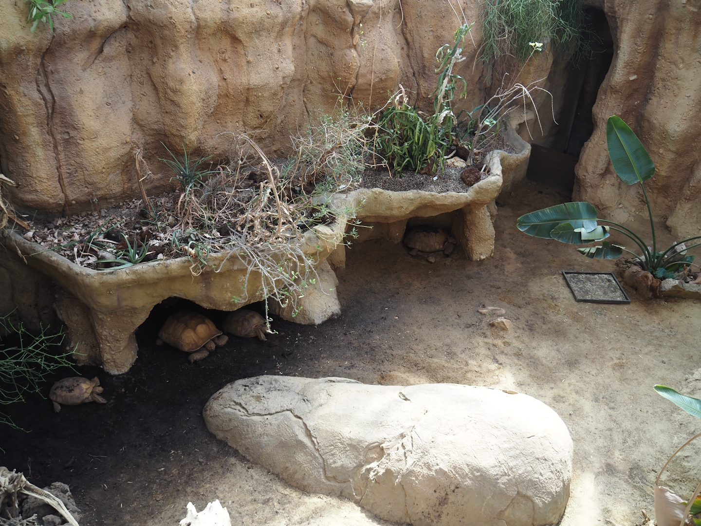 African spurred tortoise exhibit, 2024-06-30