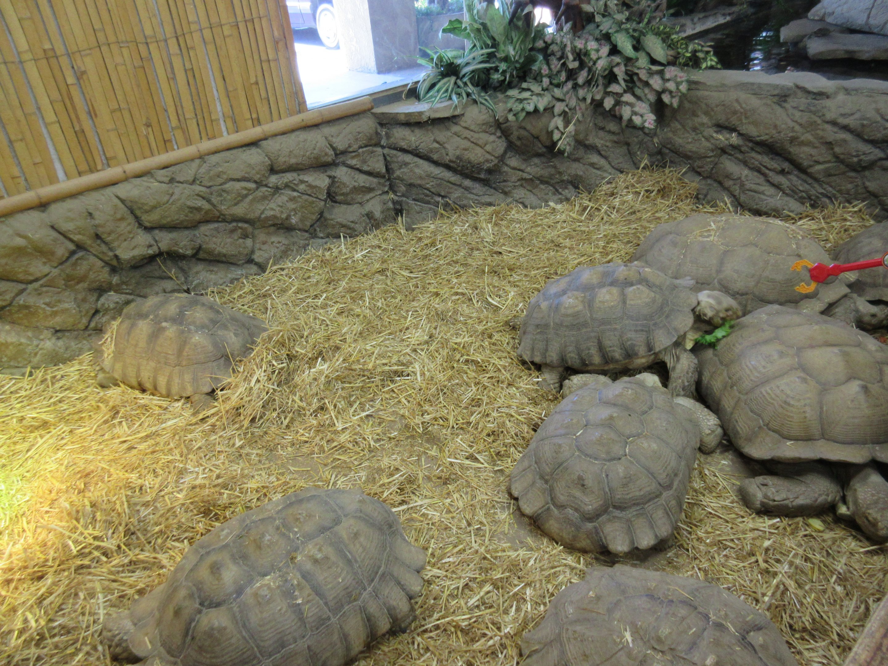 African Spurred Tortoise Exhibit (adults)