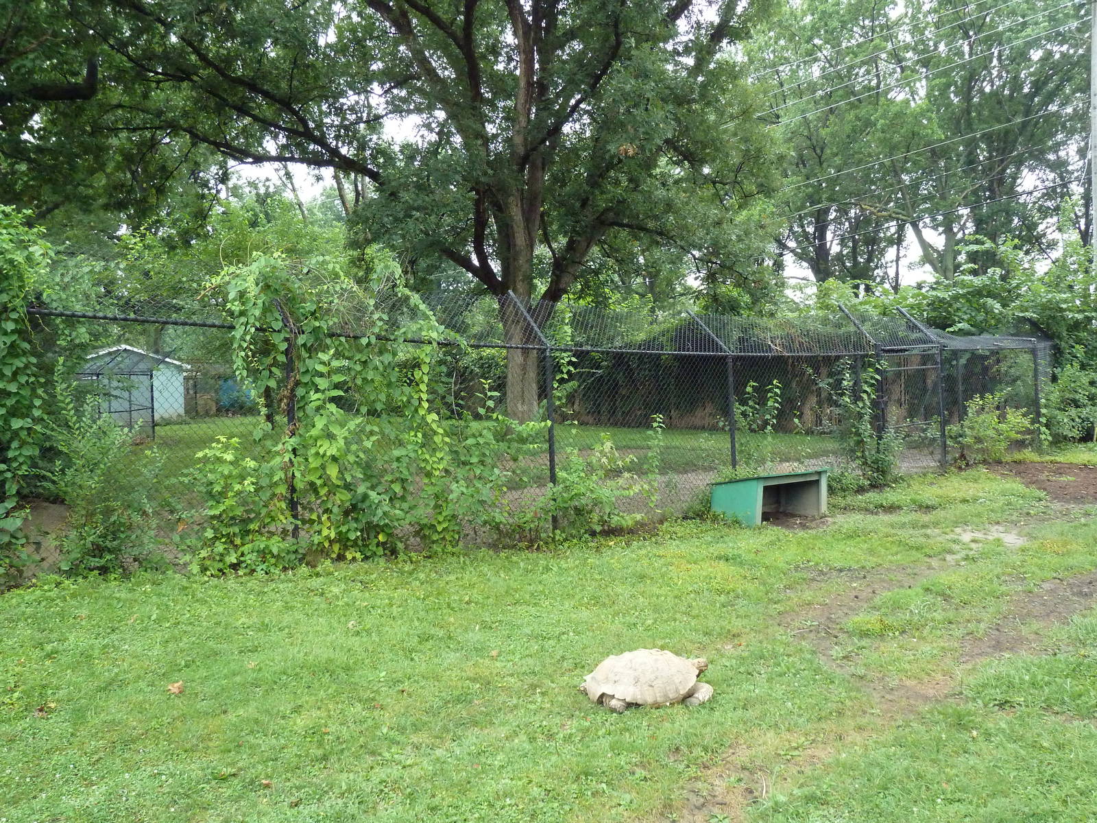 African Spurred Tortoise Exhibit (African Wild Dog Exhibit in background)