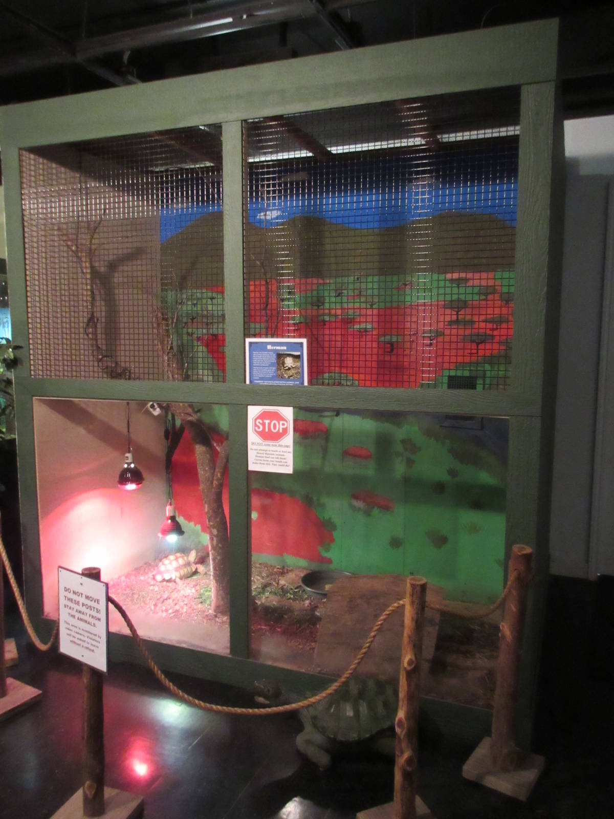 African Spurred Tortoise Exhibit (ambassador animal)