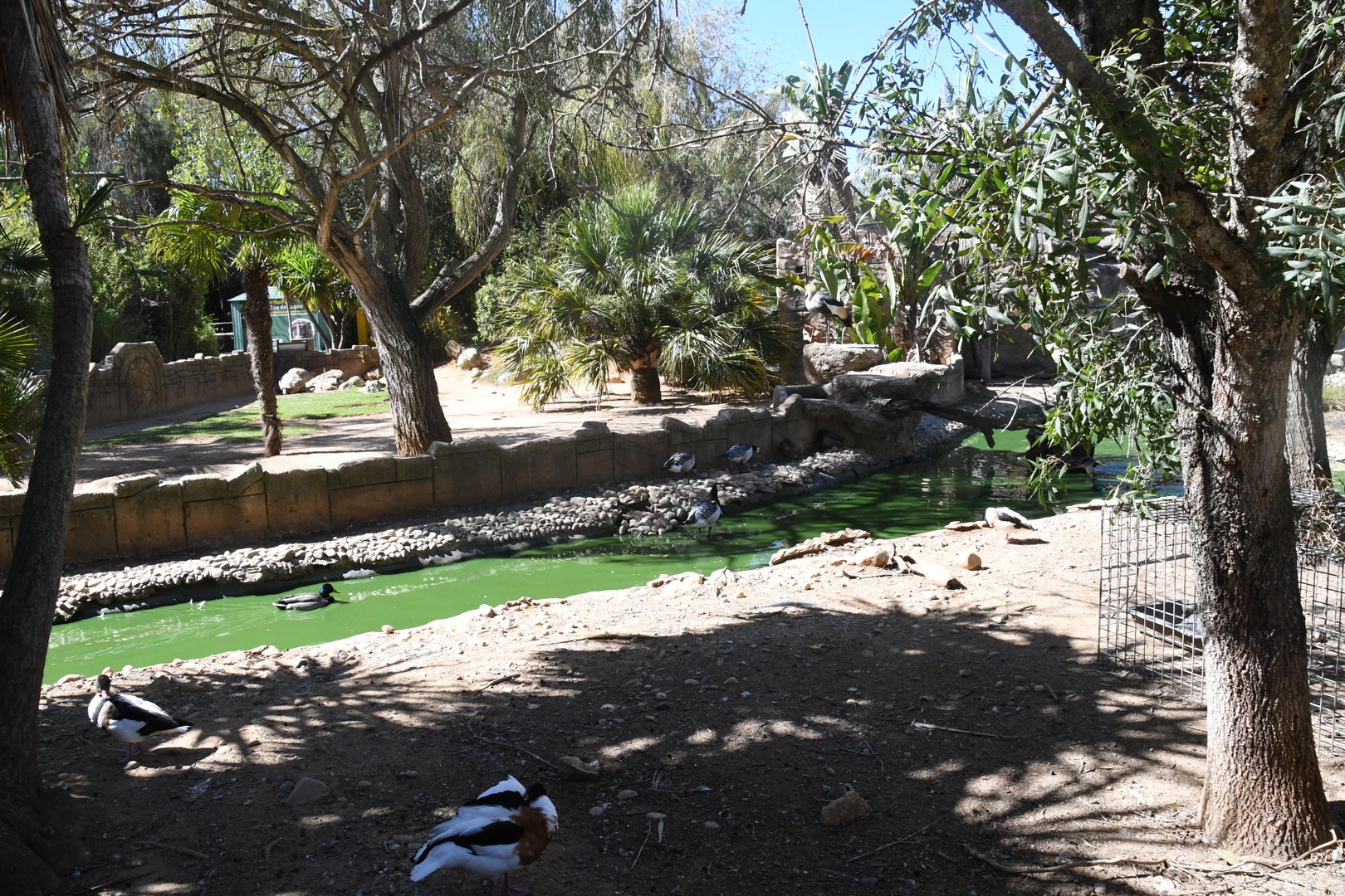 African Spurred Tortoise exhibit and moat