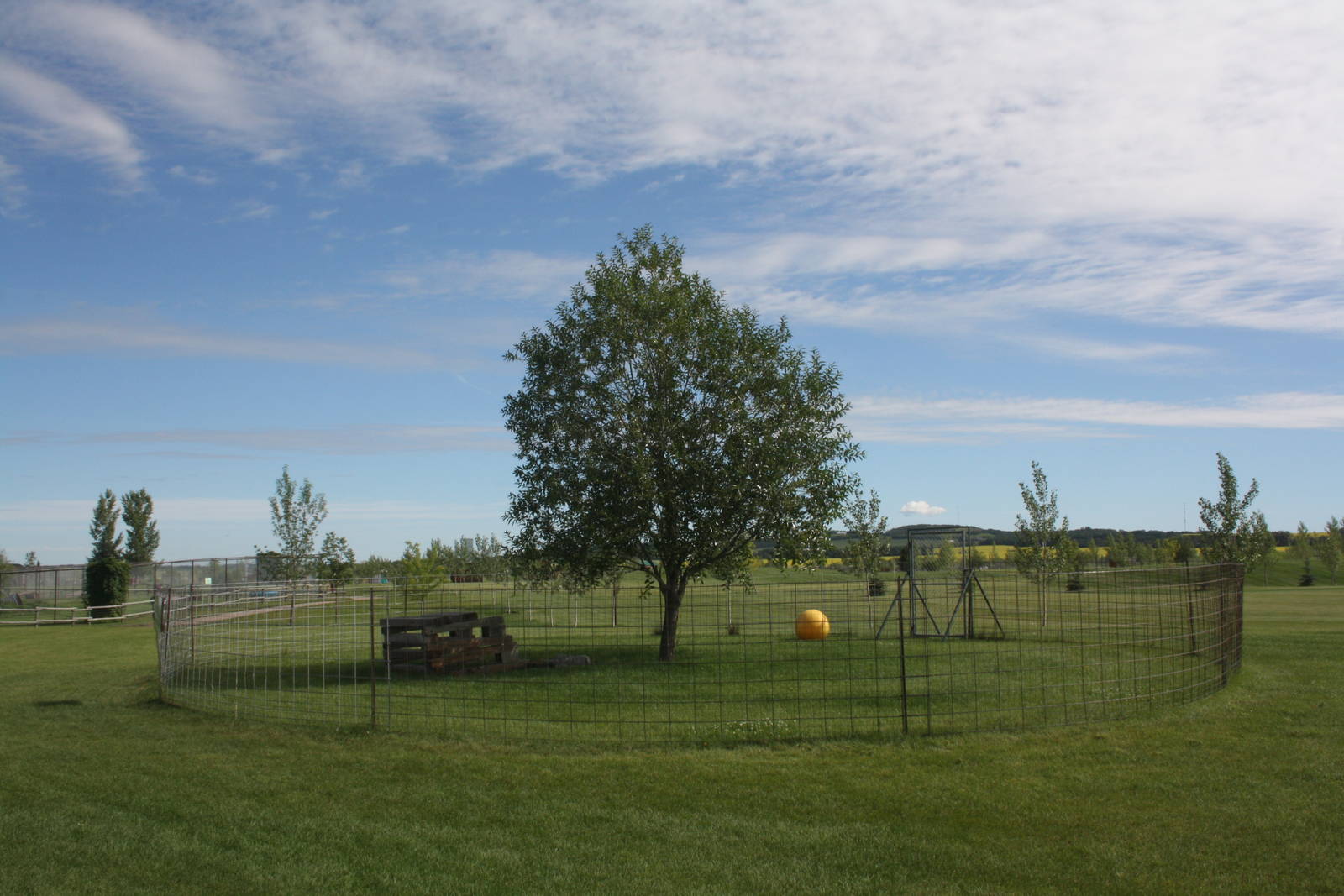 African Spurred Tortoise Exhibit (currently empty)