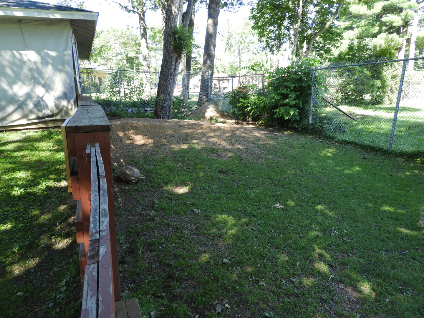 African Spurred Tortoise exhibit (first half) + renovations - Children's Petting Zoo - Wisconsin Rapids Municipal Zoo