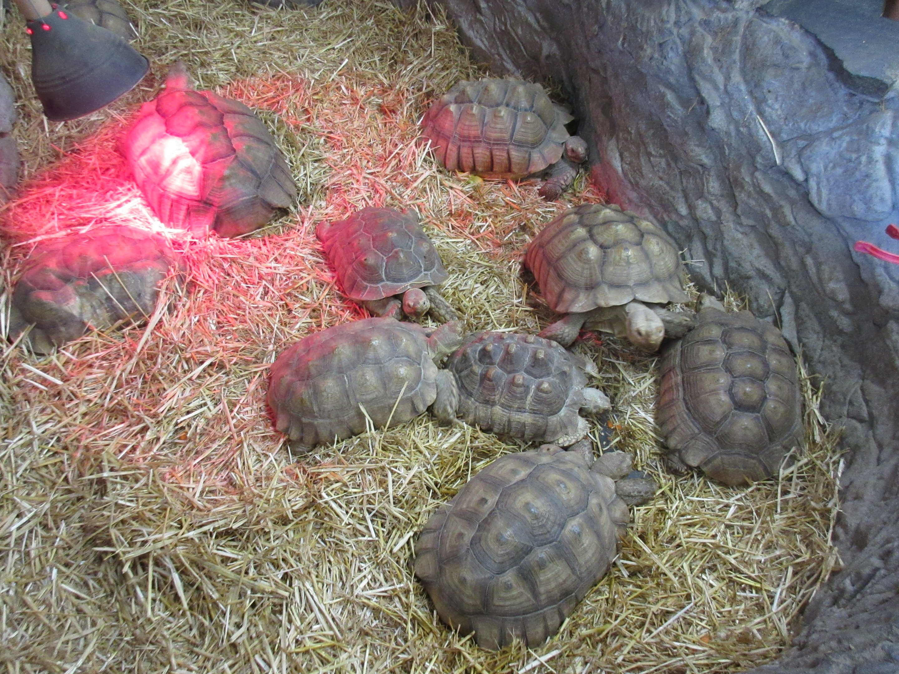 African Spurred Tortoise Exhibit (juveniles)