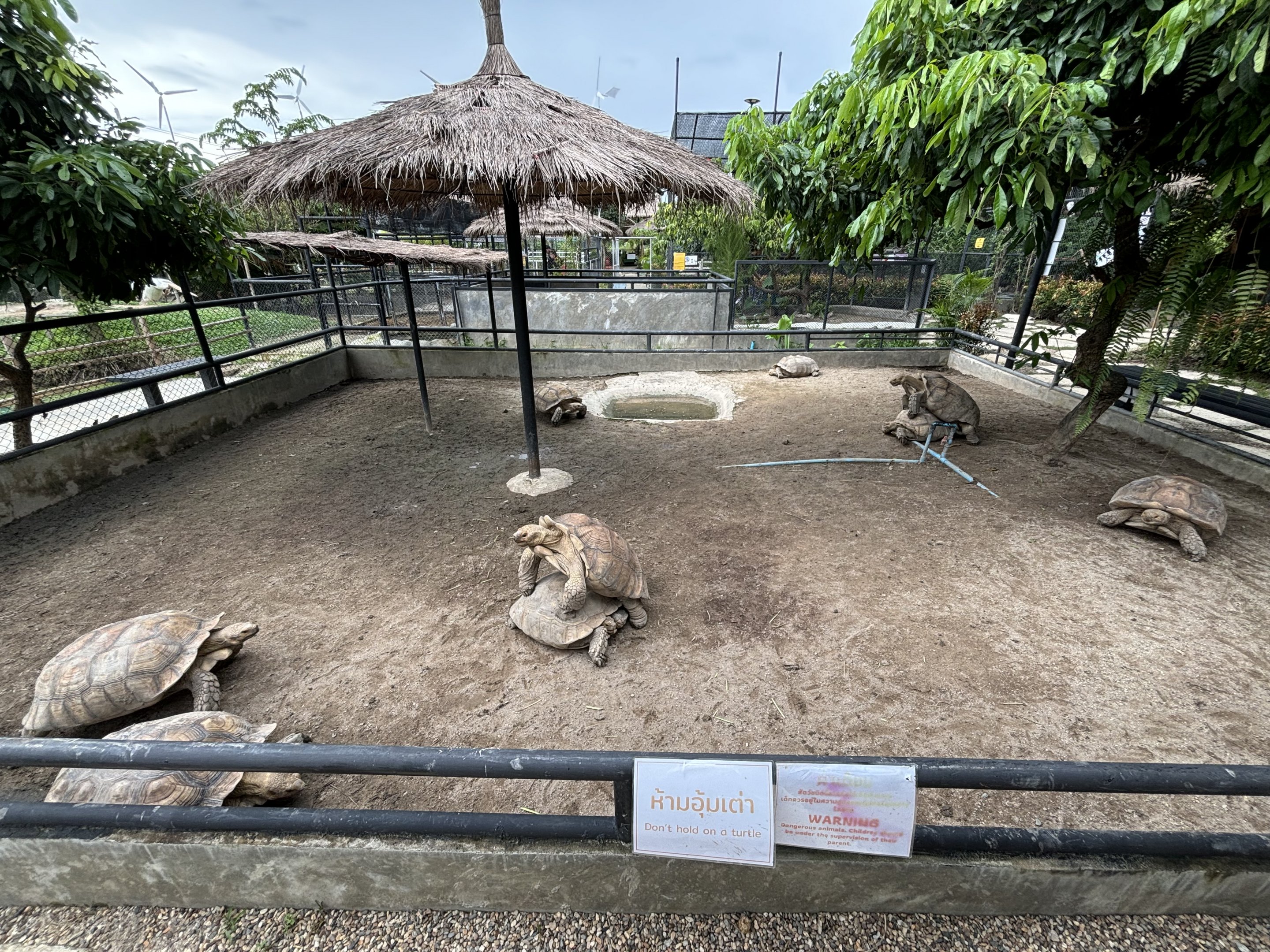 African Spurred Tortoise Exhibit - Lanna Mini Zoo