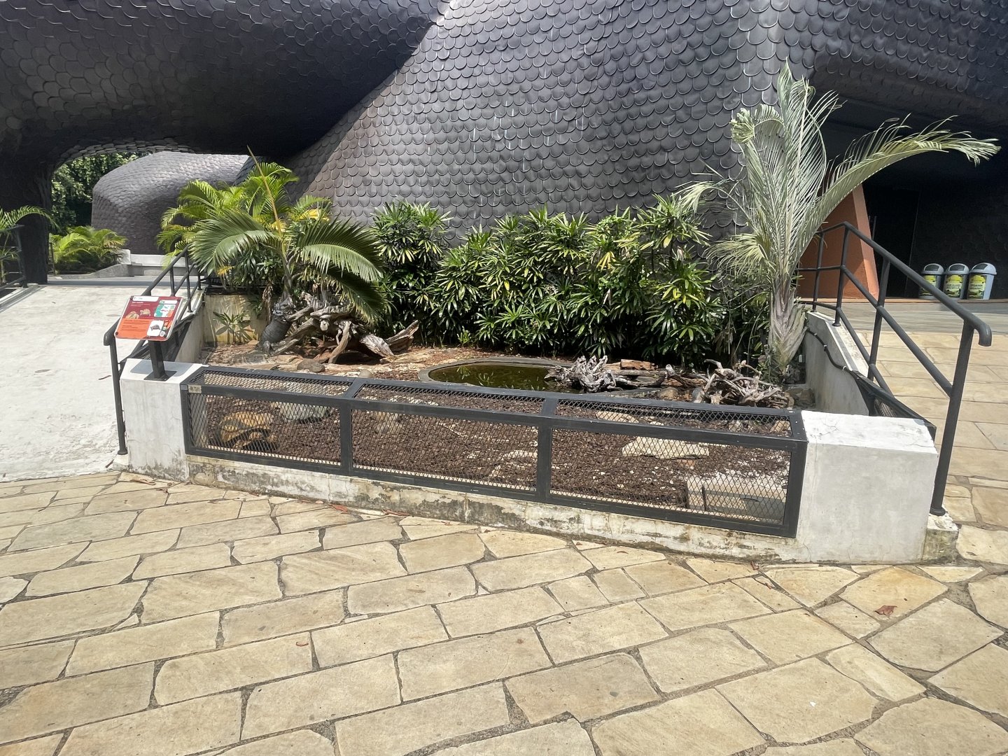 african spurred tortoise exhibit - museum komodo