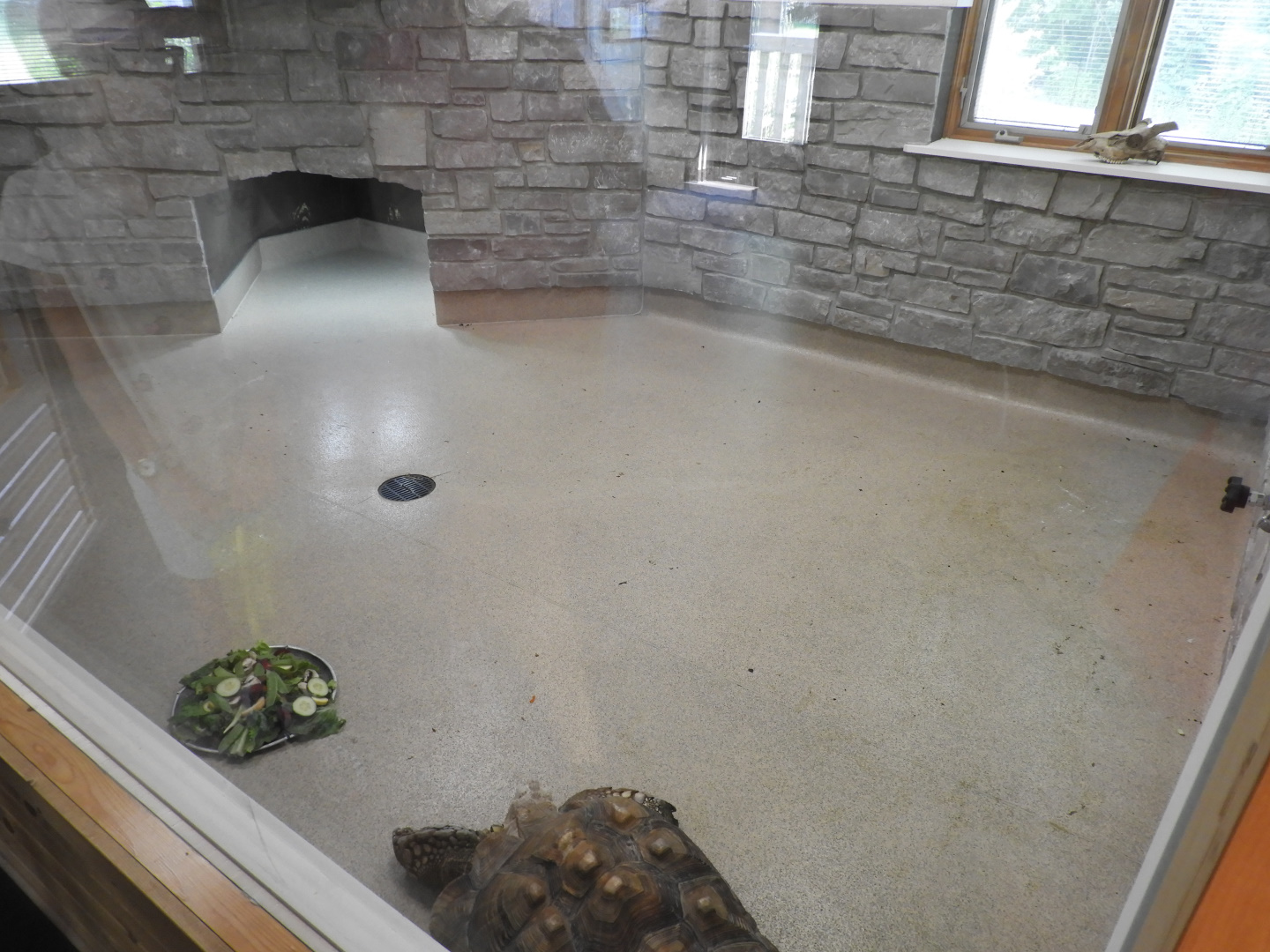 African Spurred Tortoise exhibit (New in 2017) - Education & Animal Care Building - Manitowoc Lincoln Park Zoo