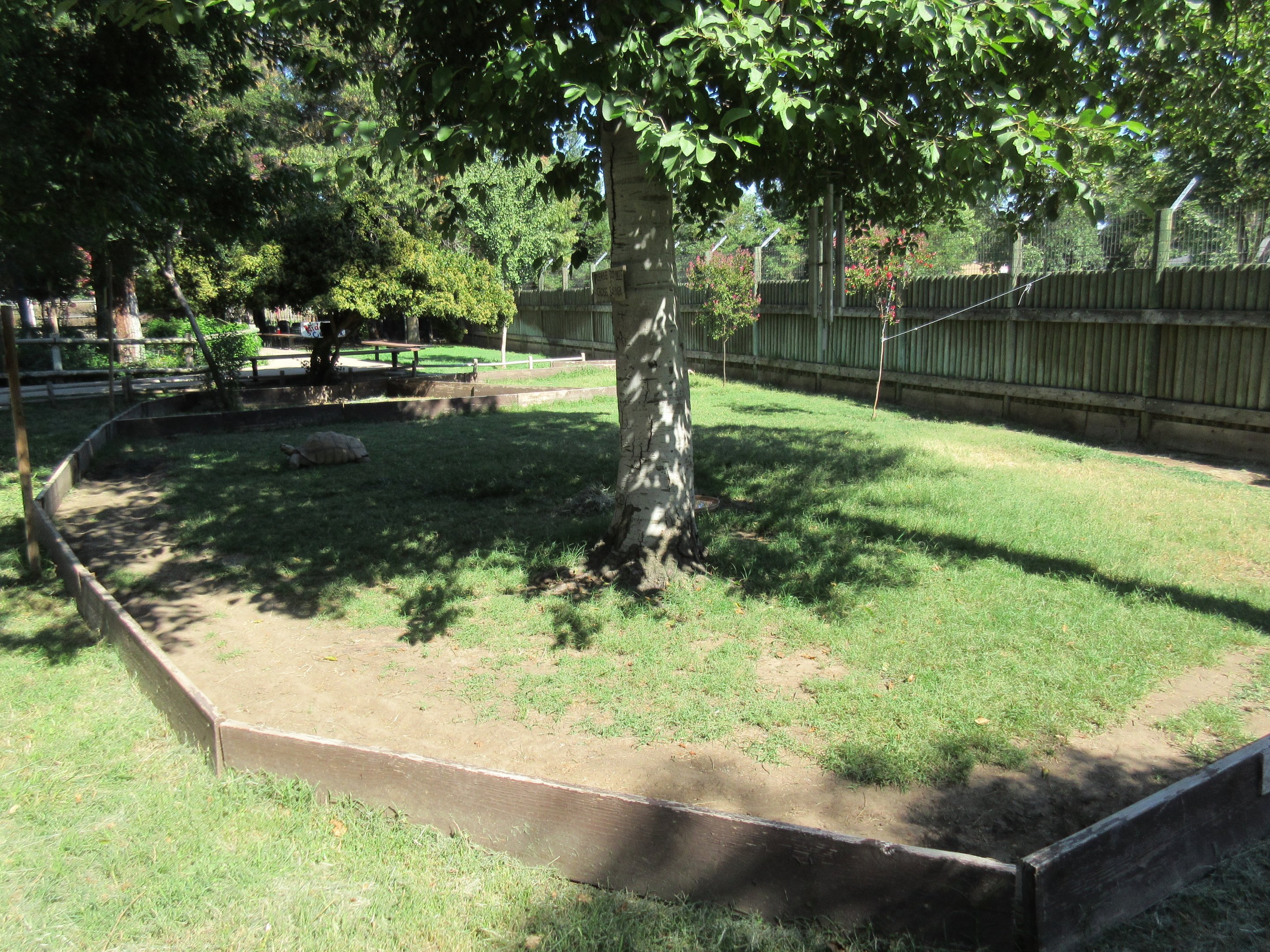 African Spurred Tortoise Exhibit (with a very low barrier)