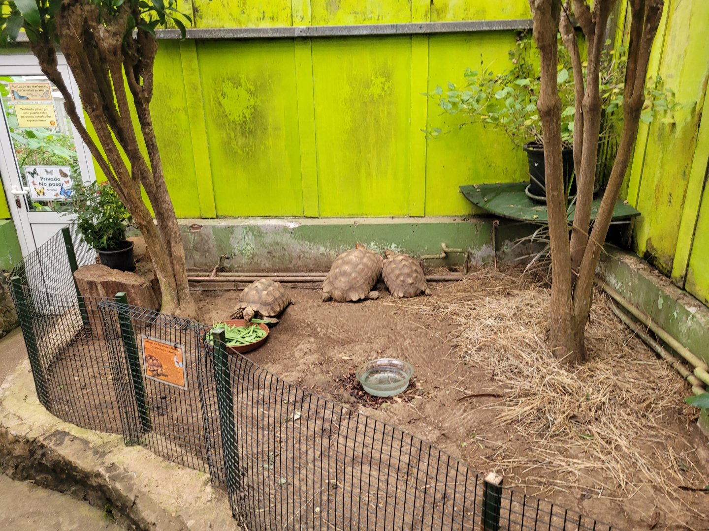 African spurred tortoise exhibit -Zoo de Santillana del Mar (2023)