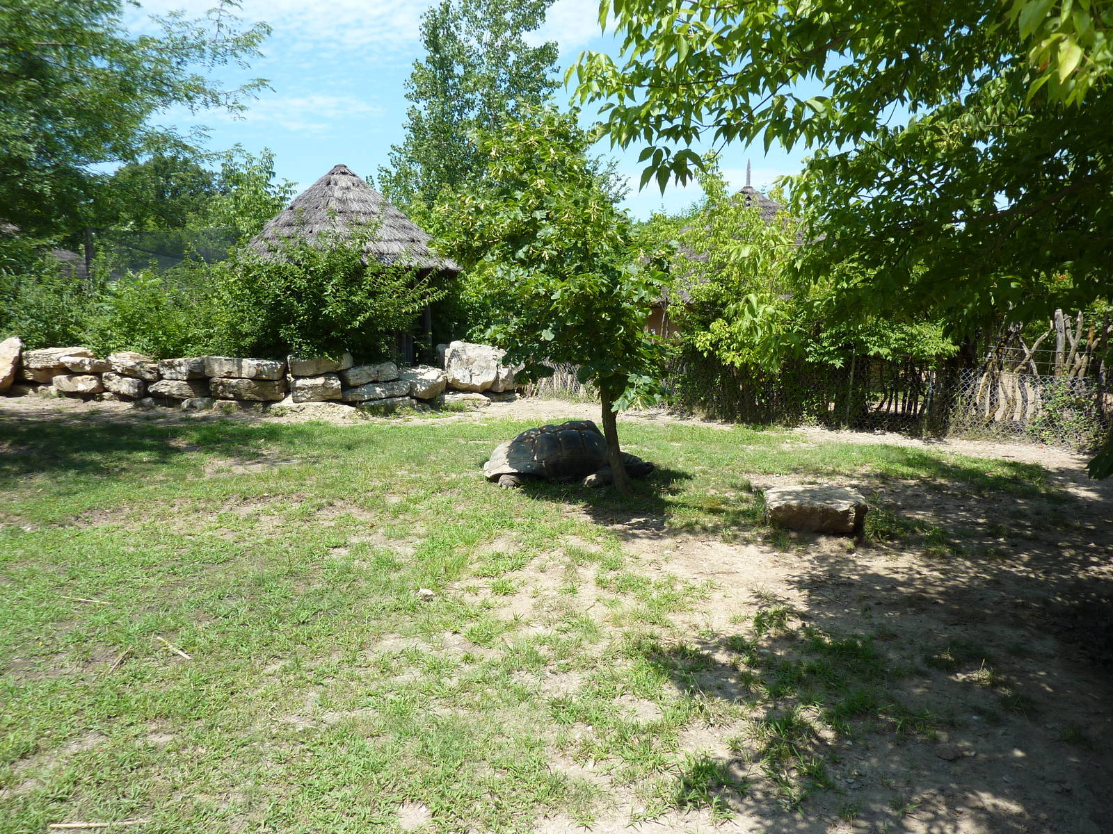 African Spurred Tortoise Exhibit