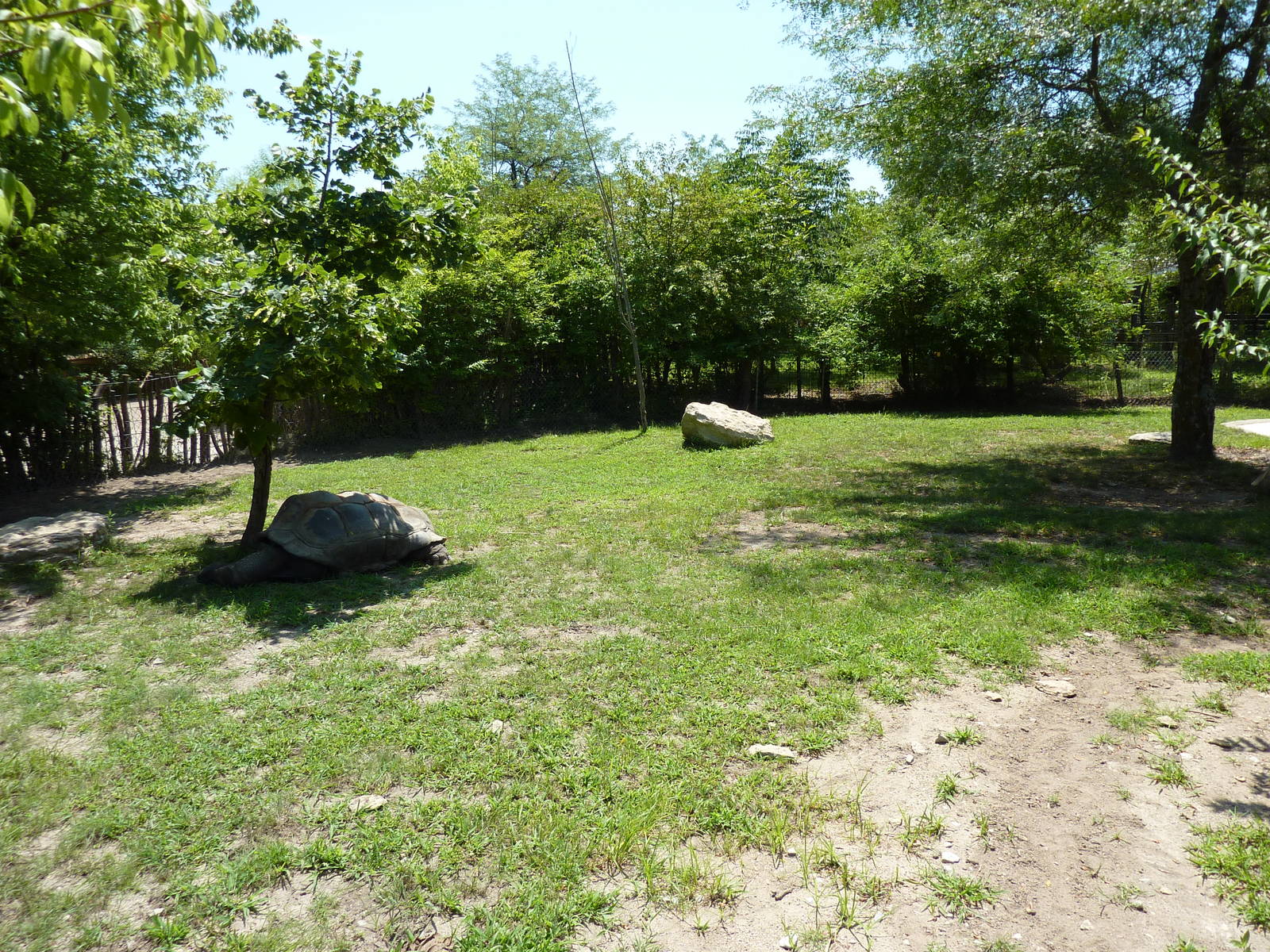 African Spurred Tortoise Exhibit