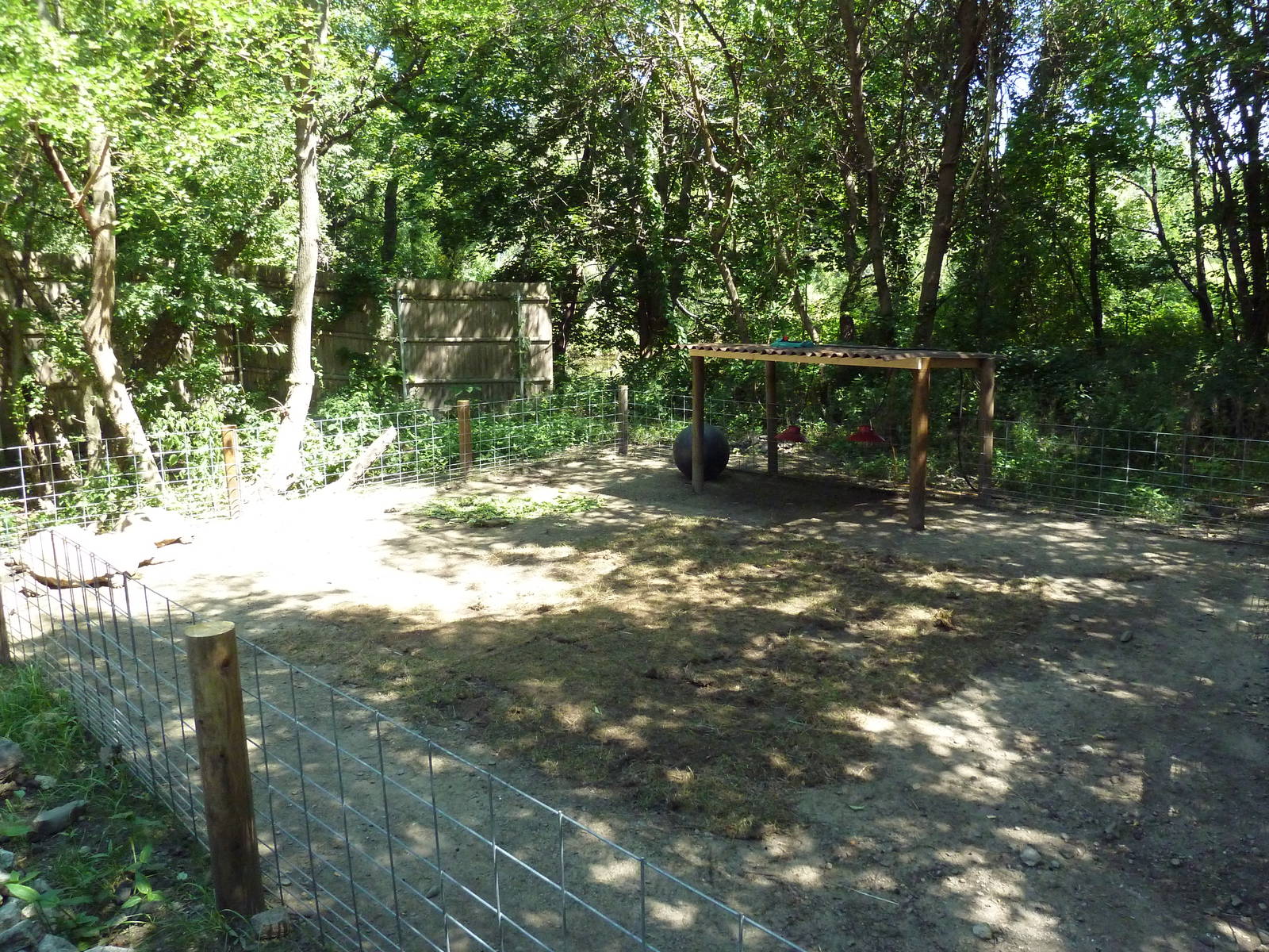 African Spurred Tortoise Exhibit