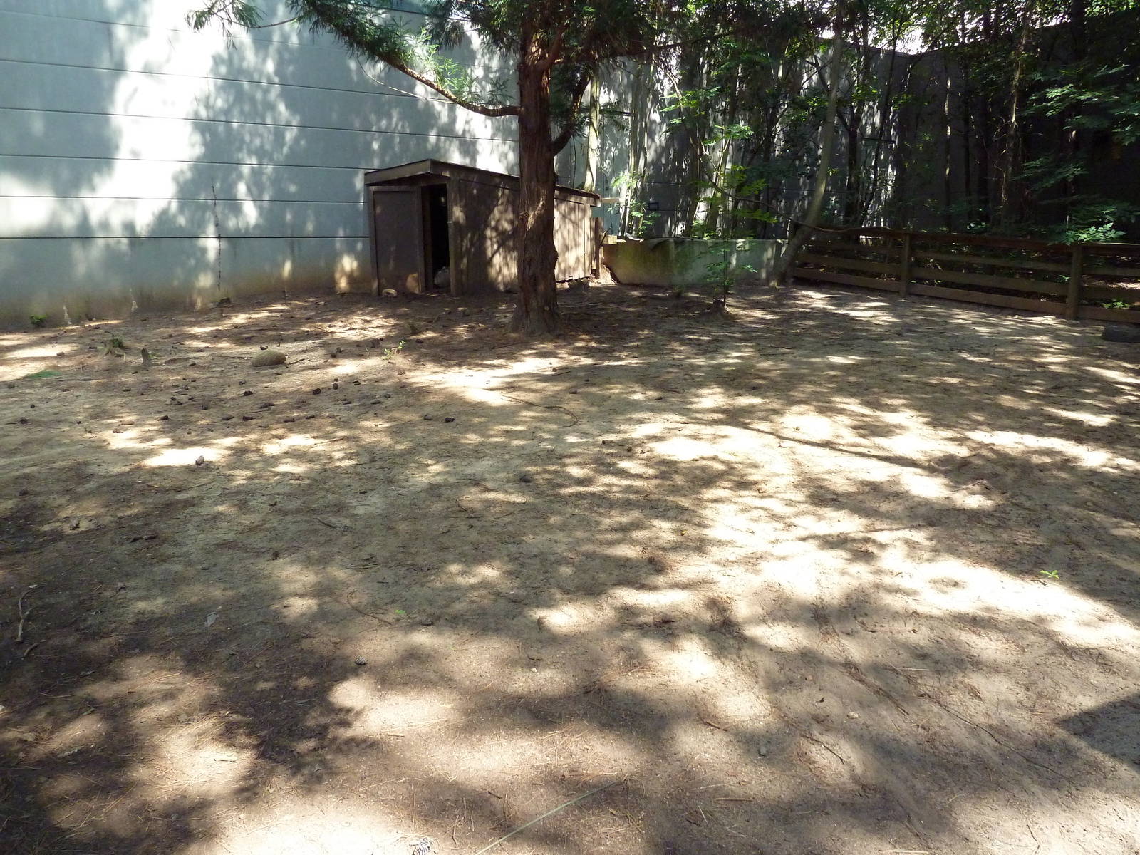 African Spurred Tortoise Exhibit