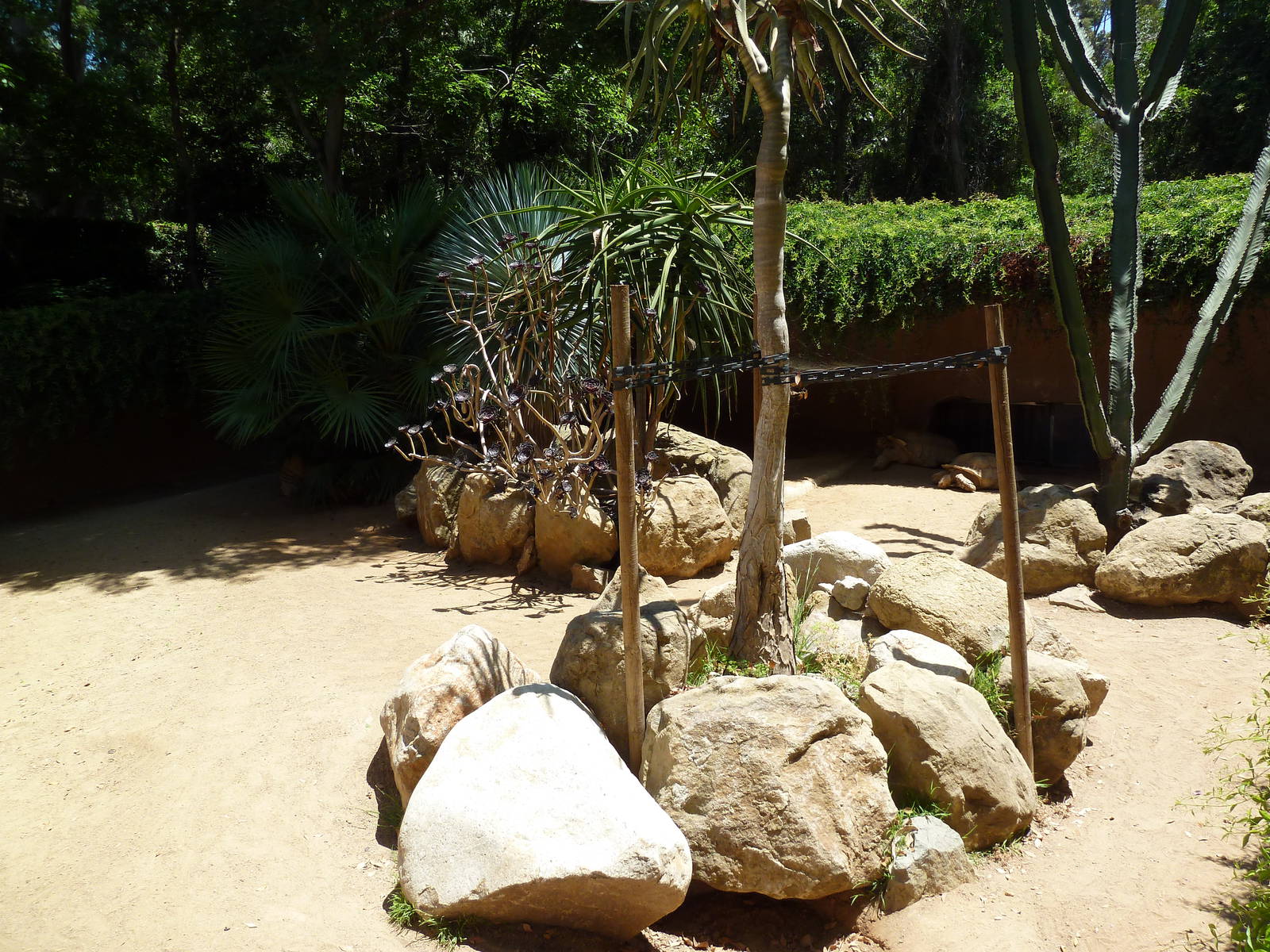 African Spurred Tortoise Exhibit