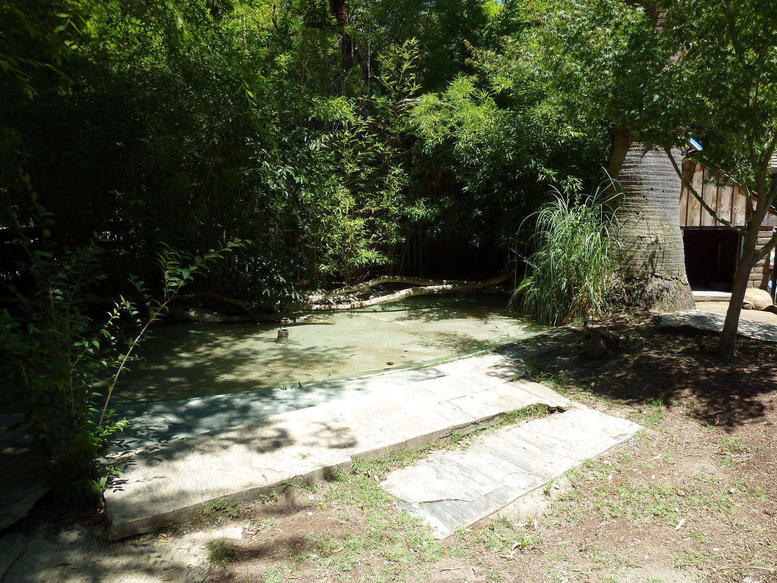 African Spurred Tortoise Exhibit