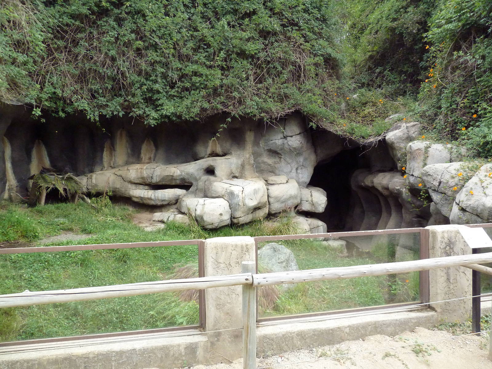 African Spurred Tortoise Exhibit