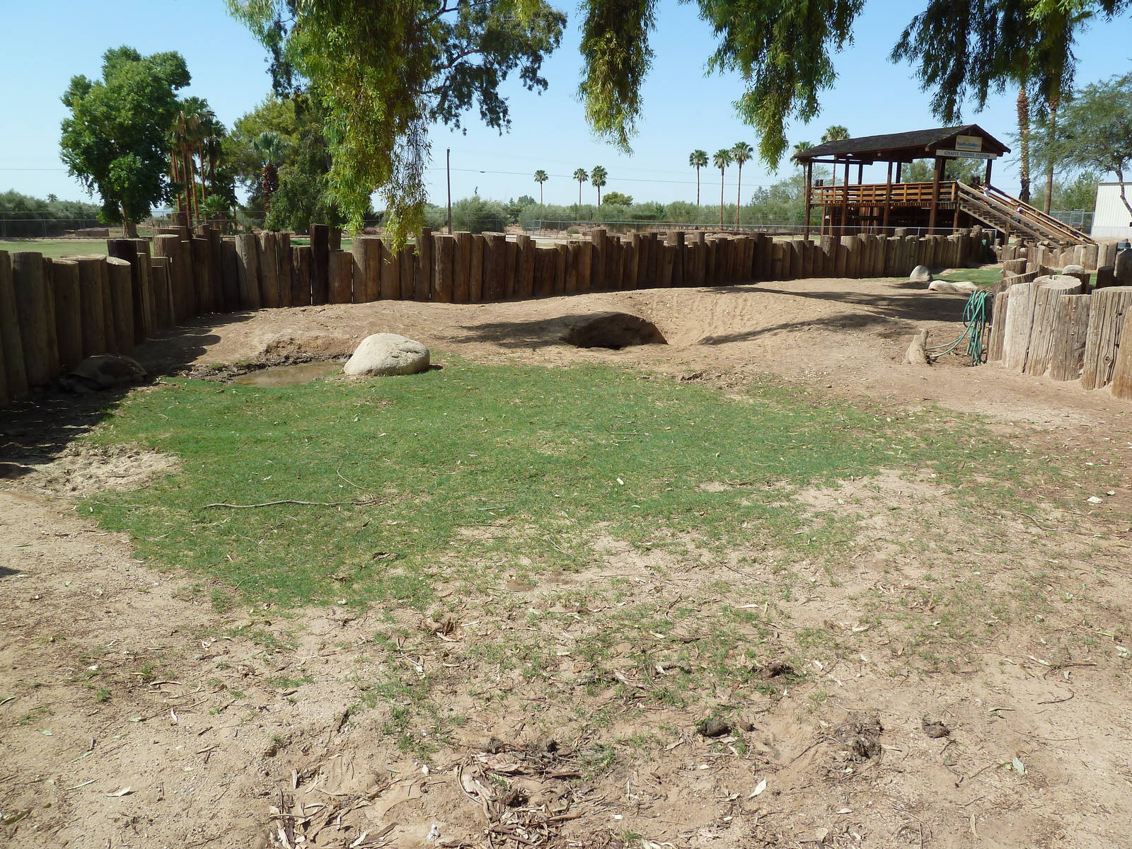 African Spurred Tortoise Exhibit
