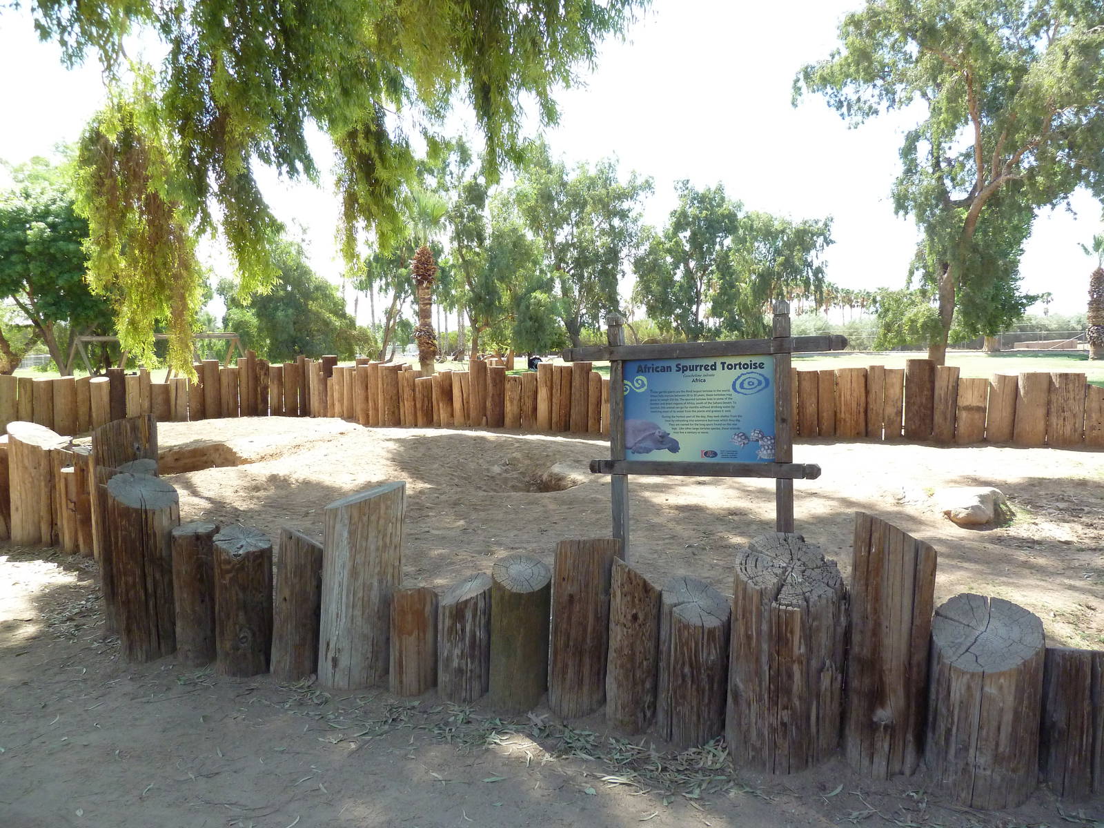 African Spurred Tortoise Exhibit