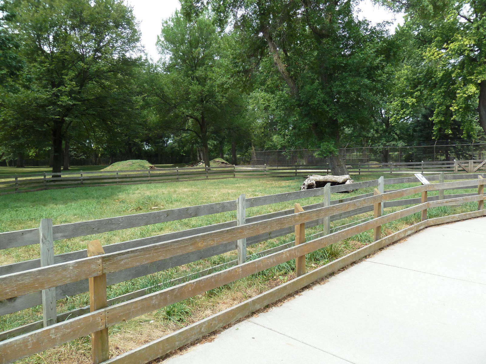 African Spurred Tortoise Exhibit