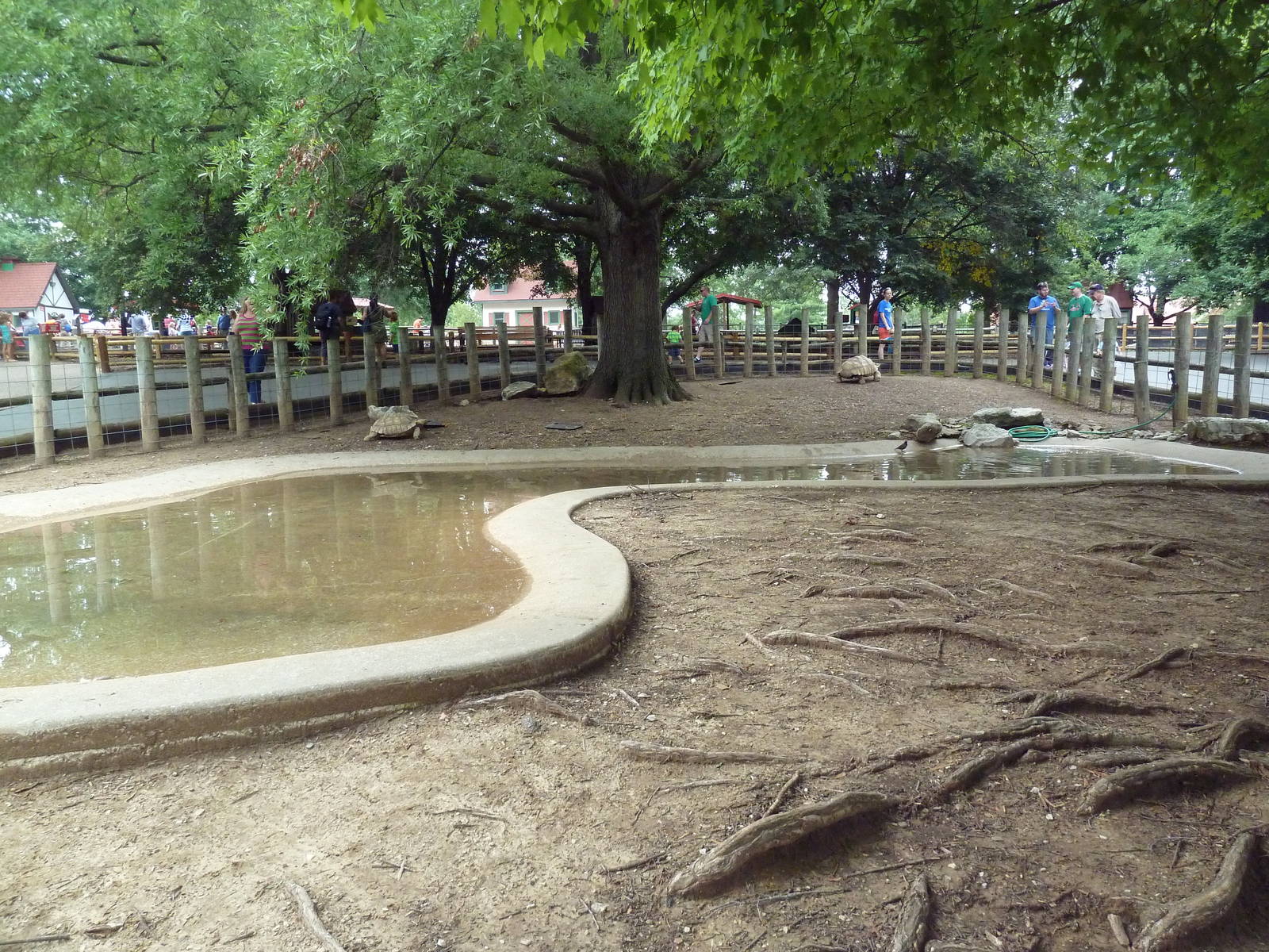 African Spurred Tortoise Exhibit