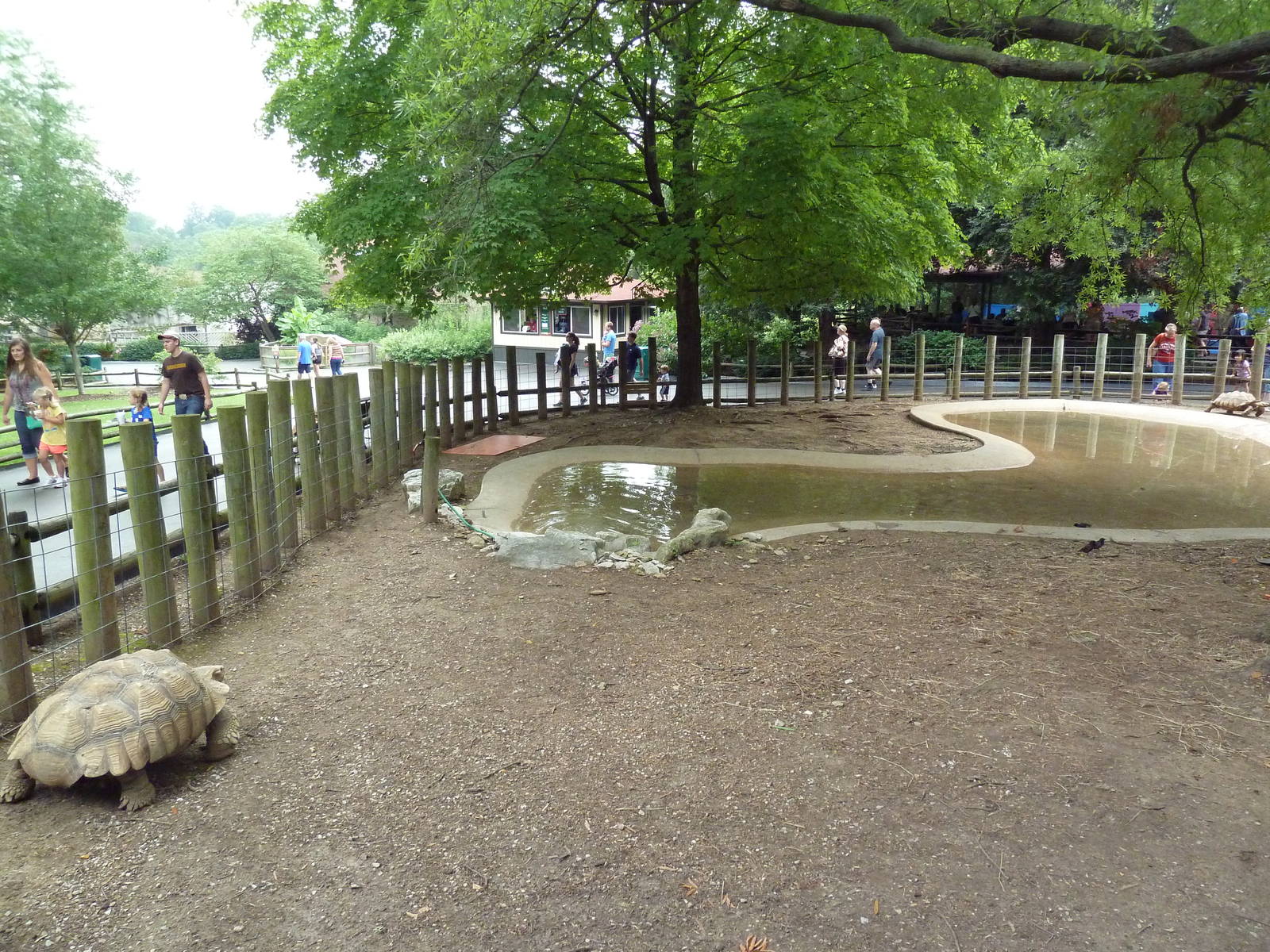 African Spurred Tortoise Exhibit