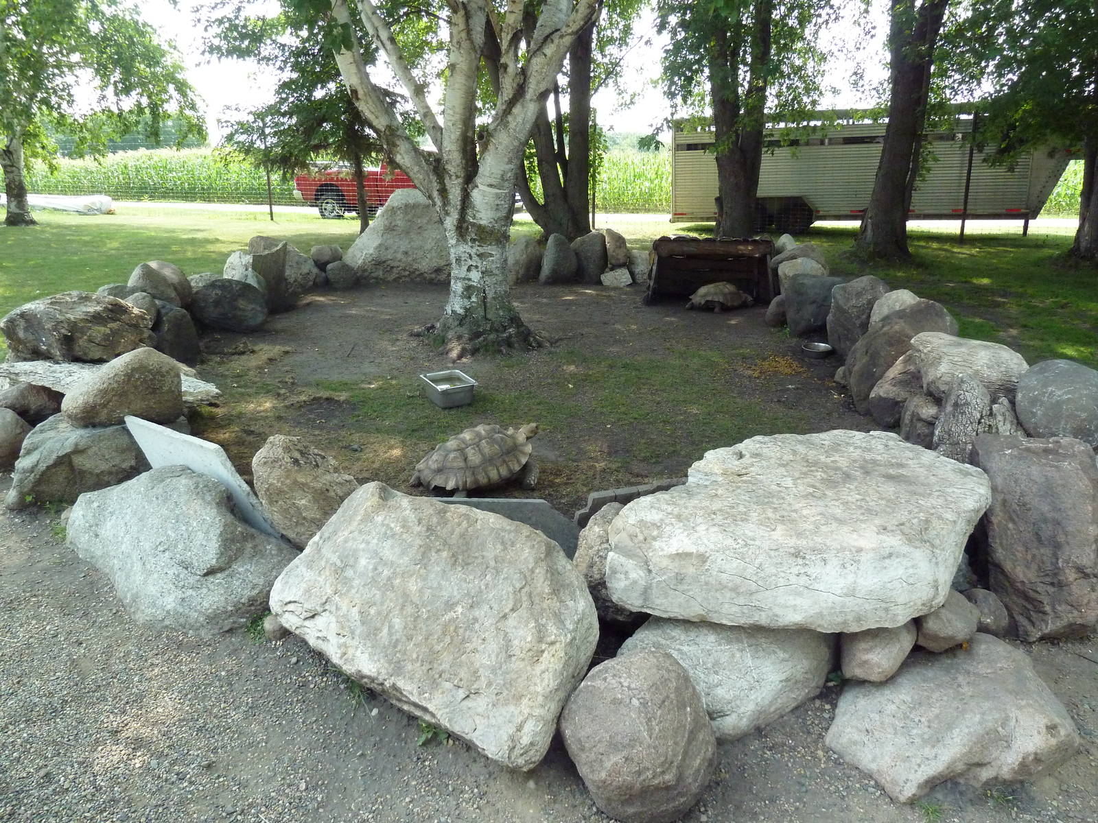 African Spurred Tortoise Exhibit