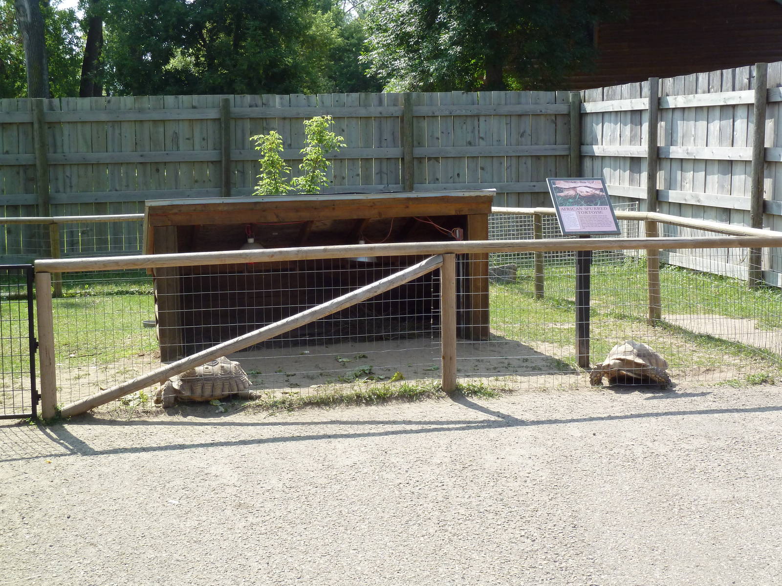 African Spurred Tortoise Exhibit