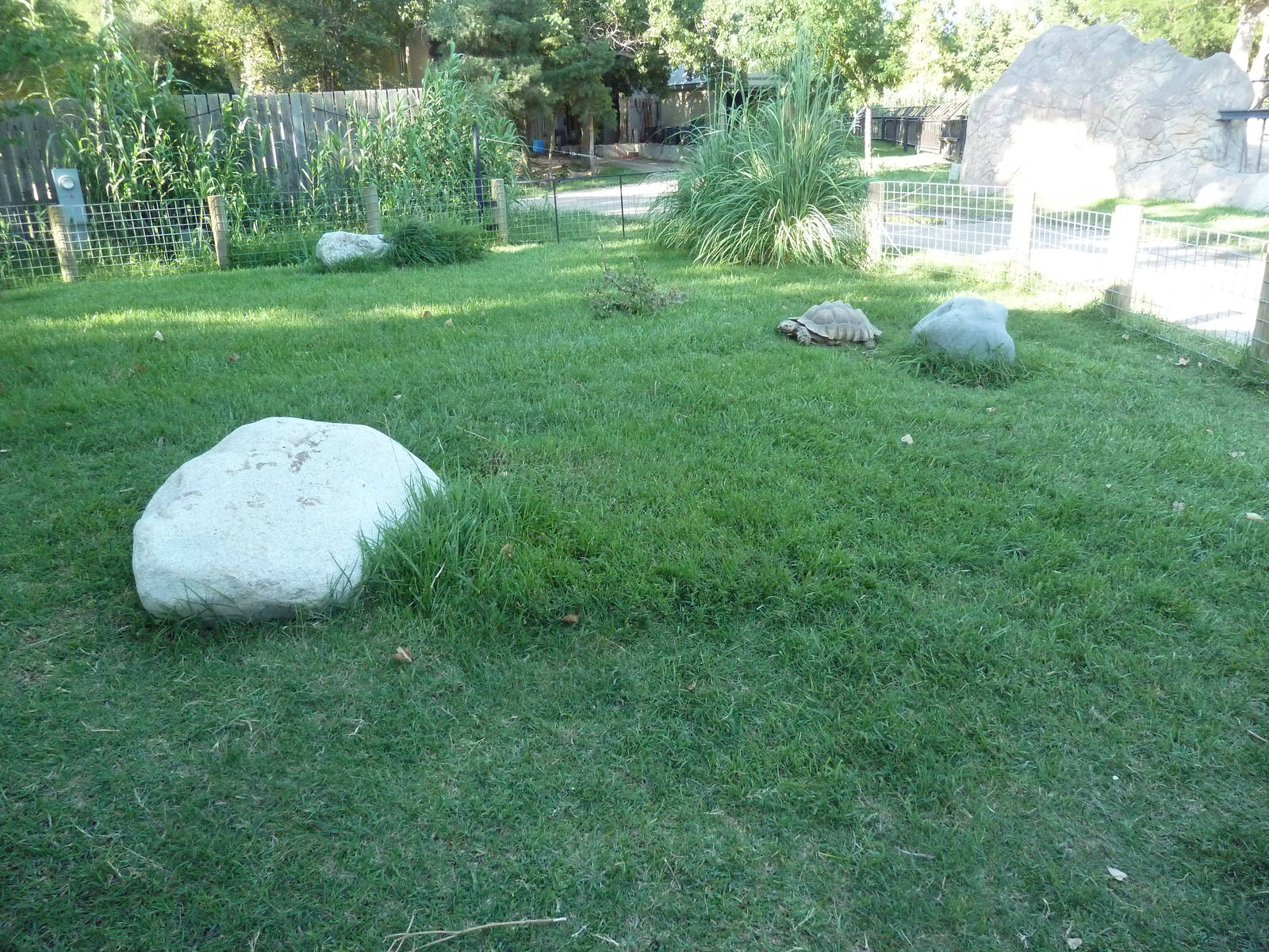 African Spurred Tortoise Exhibit